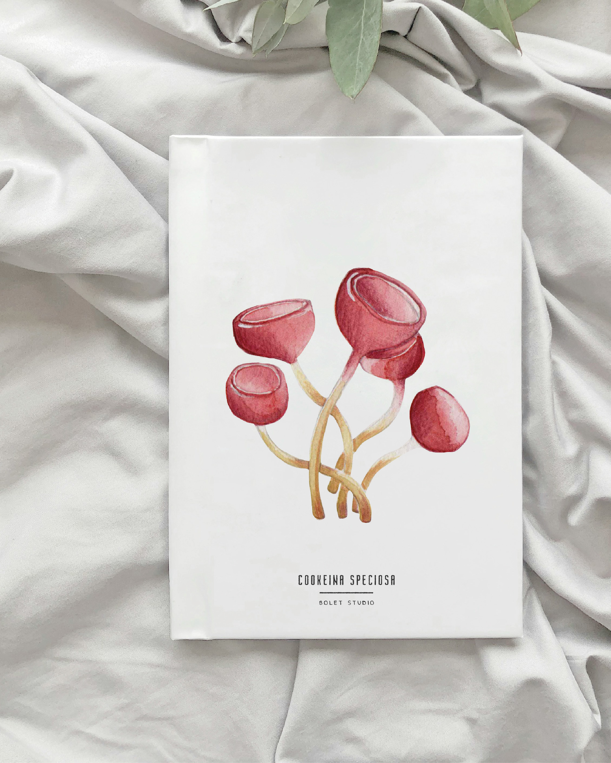 Carte postale champignons - cookeina speciosa