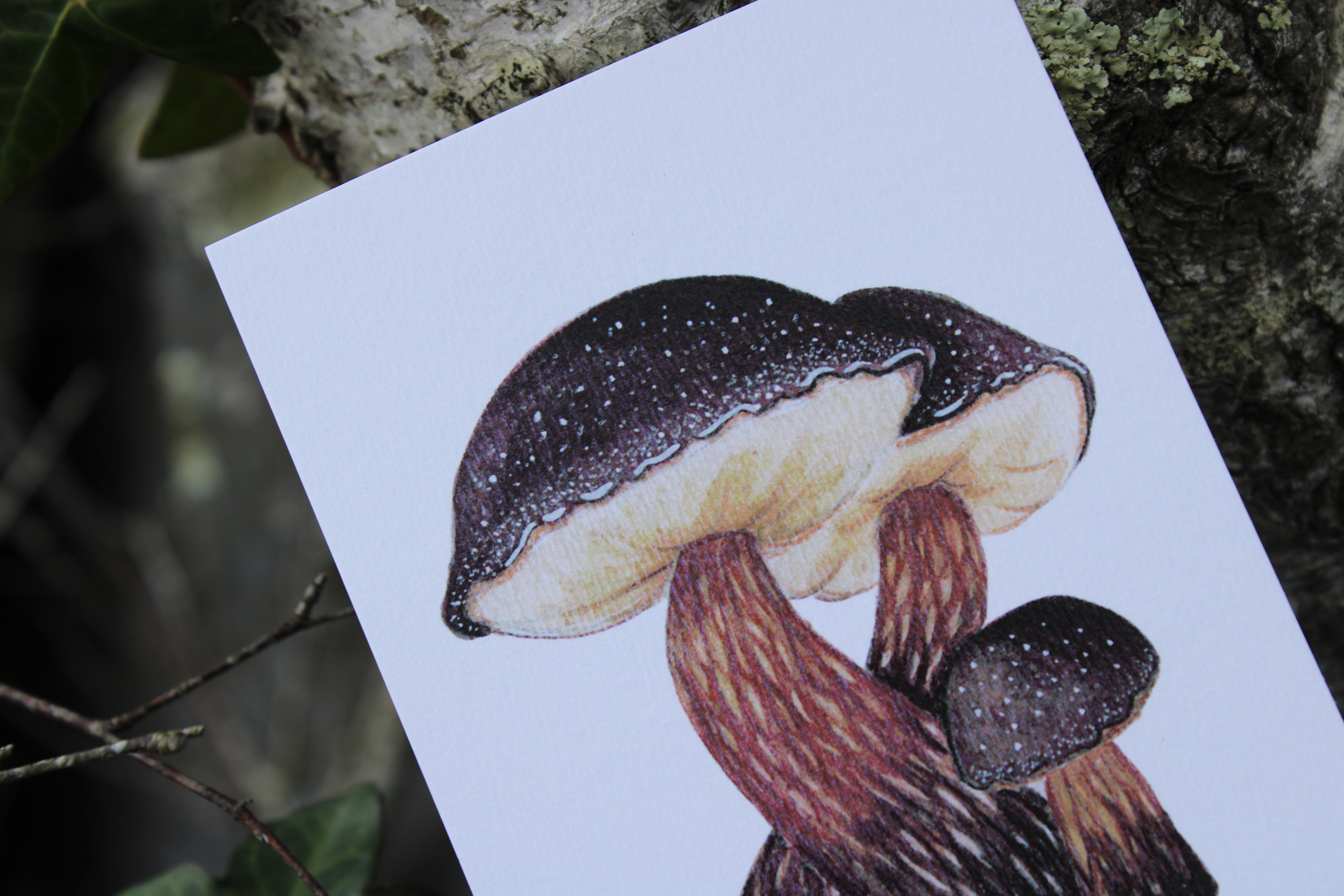 Carte postale champignons - aureoboletus mirabilis