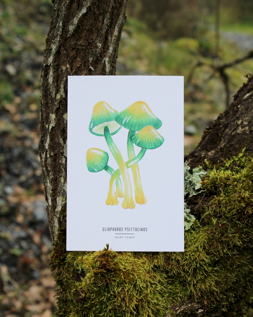 Carte postale champignons -  gliophorus psittacinus