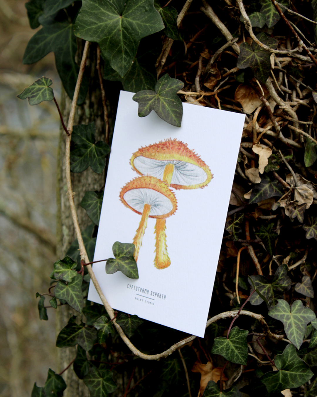 Carte postale champignons - cyptotrama asprata