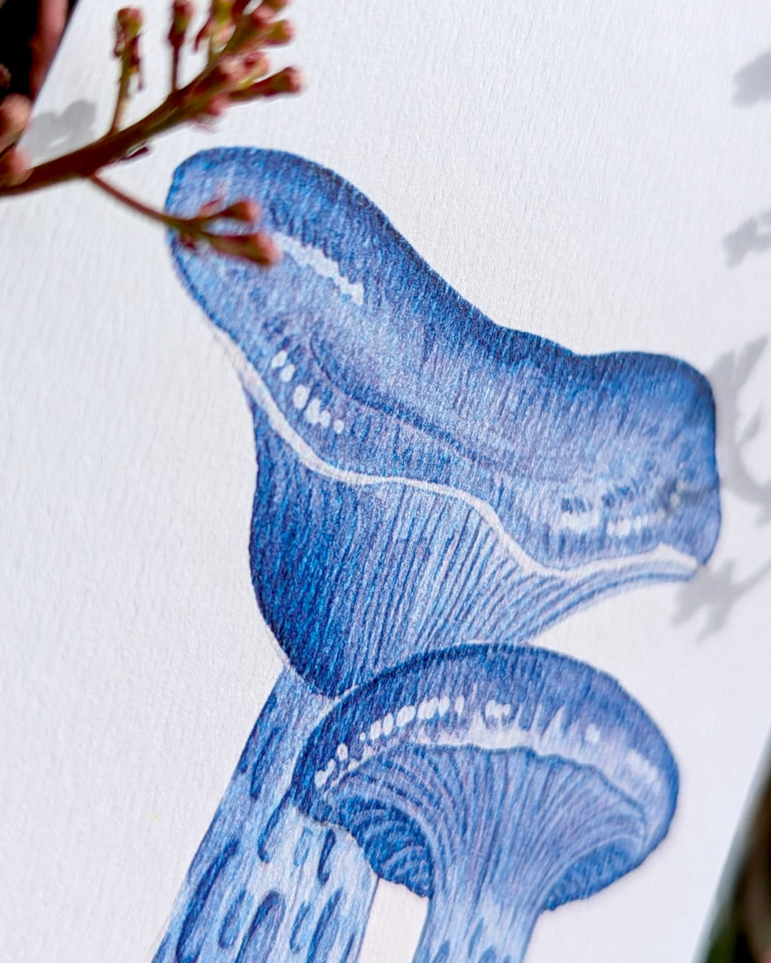 Carte postale champignons - lactaire indigo