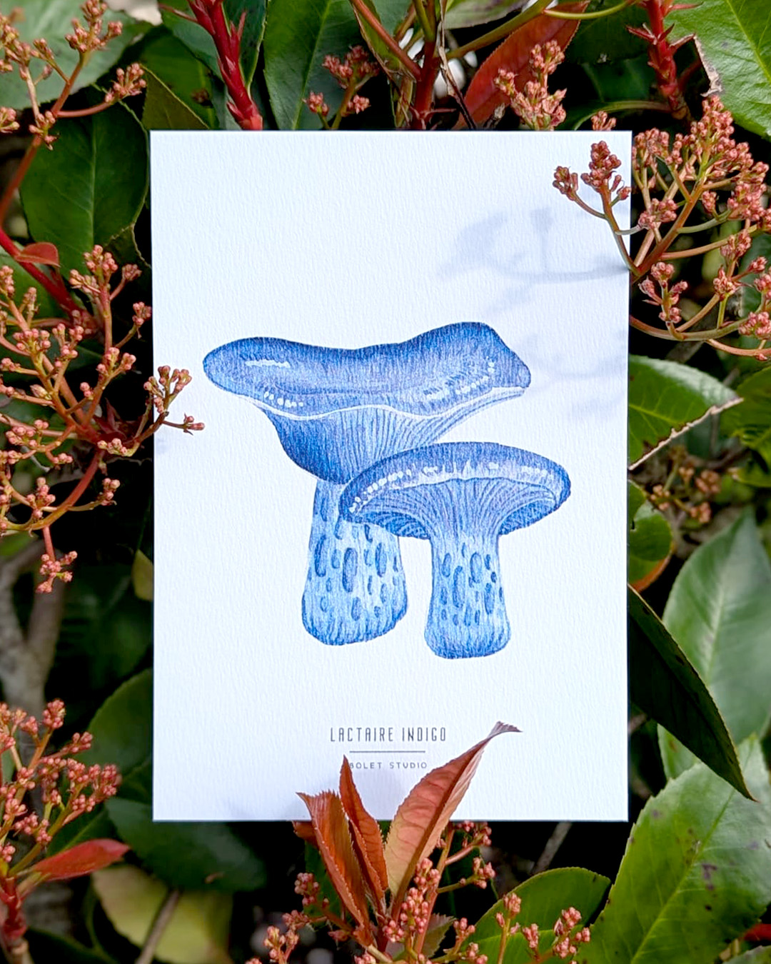 Carte postale champignons - lactaire indigo