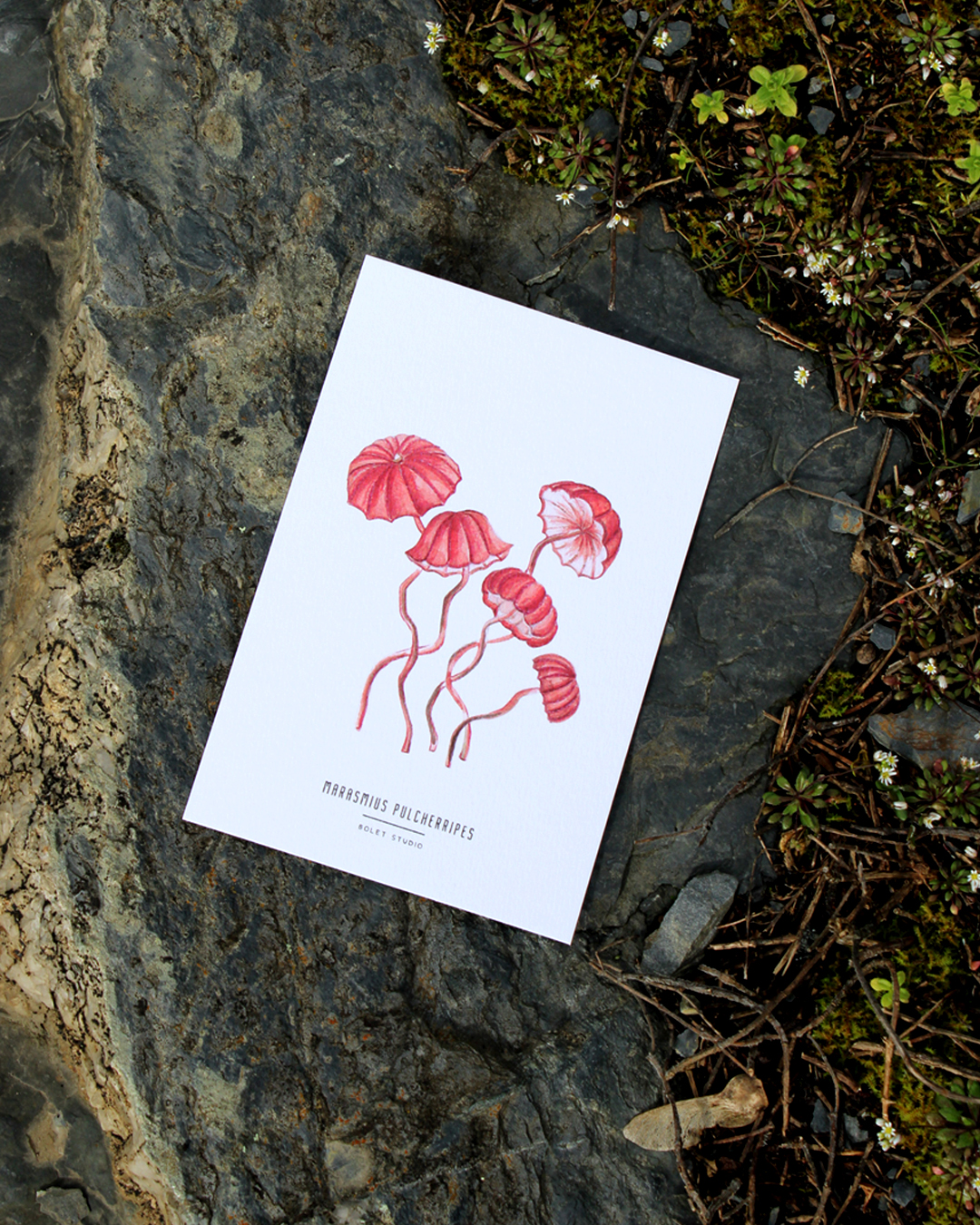 Carte postale champignons - marasmius pulcherripes