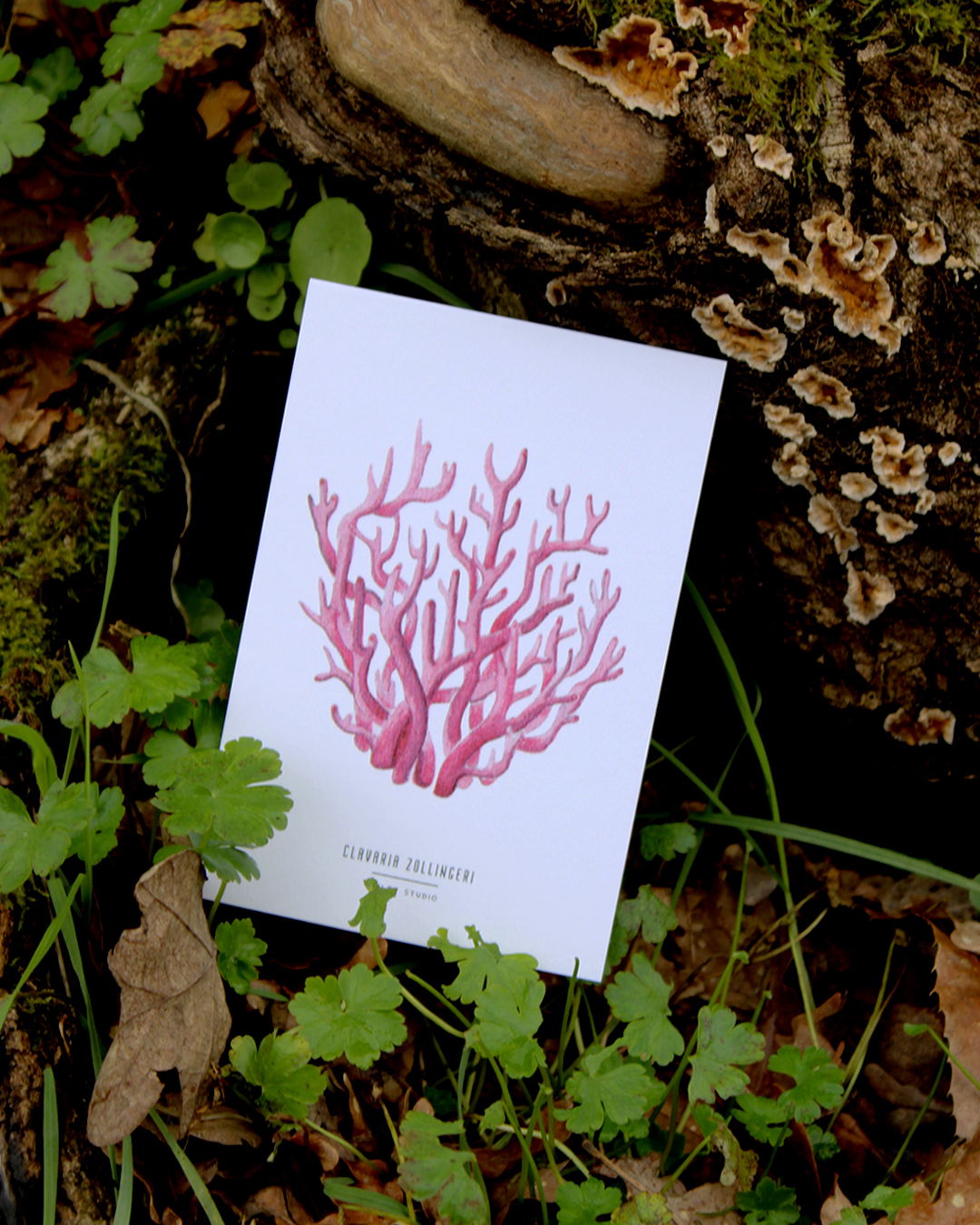 Carte postale champignons -  clavaria zollingeri