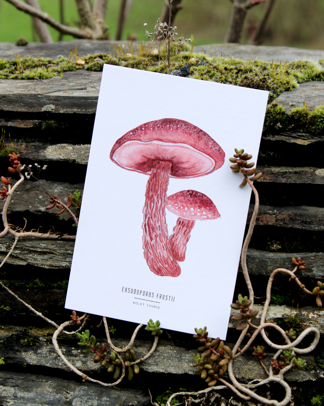 Carte postale champignons -  exsudoporus frostii