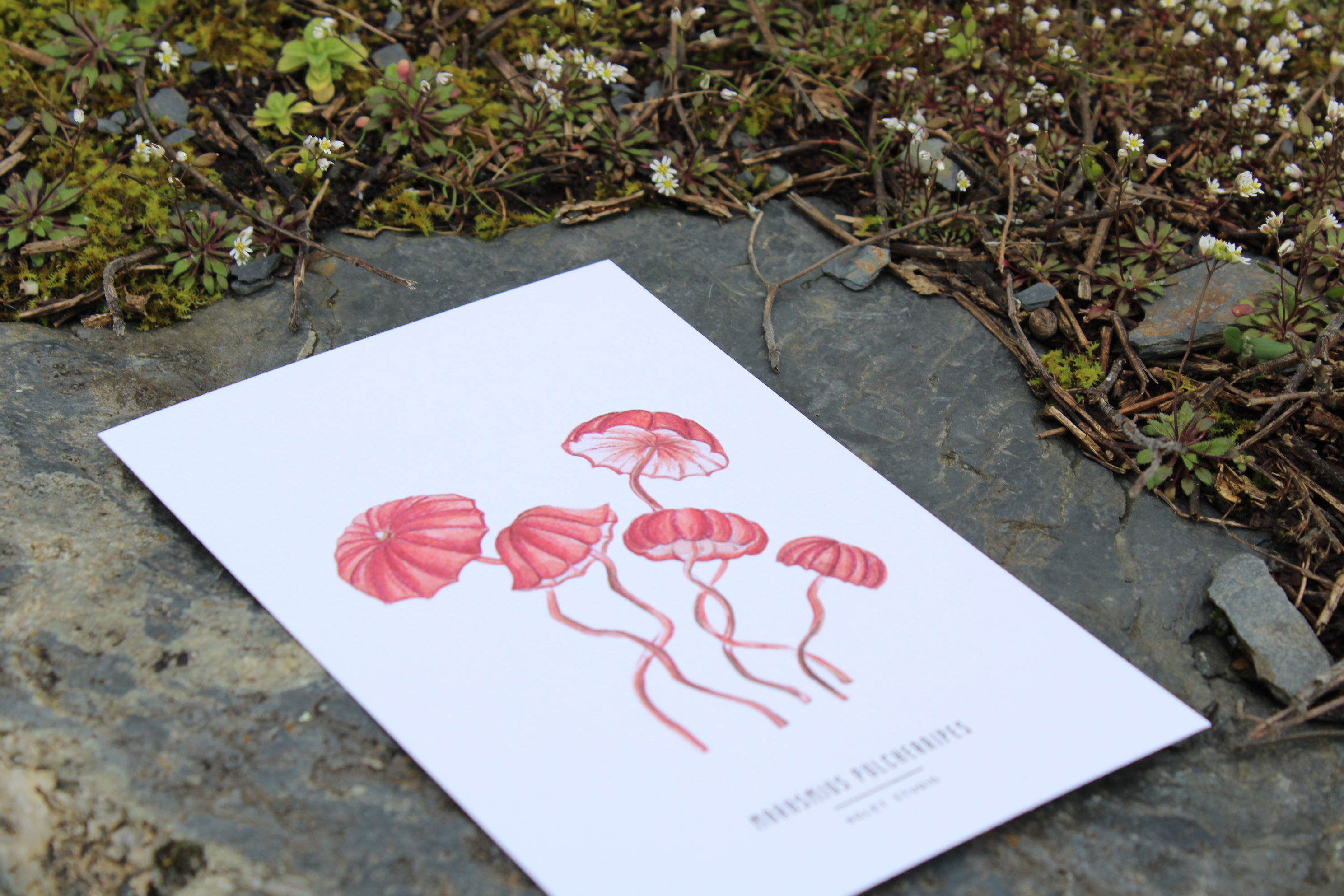 Carte postale champignons - marasmius pulcherripes