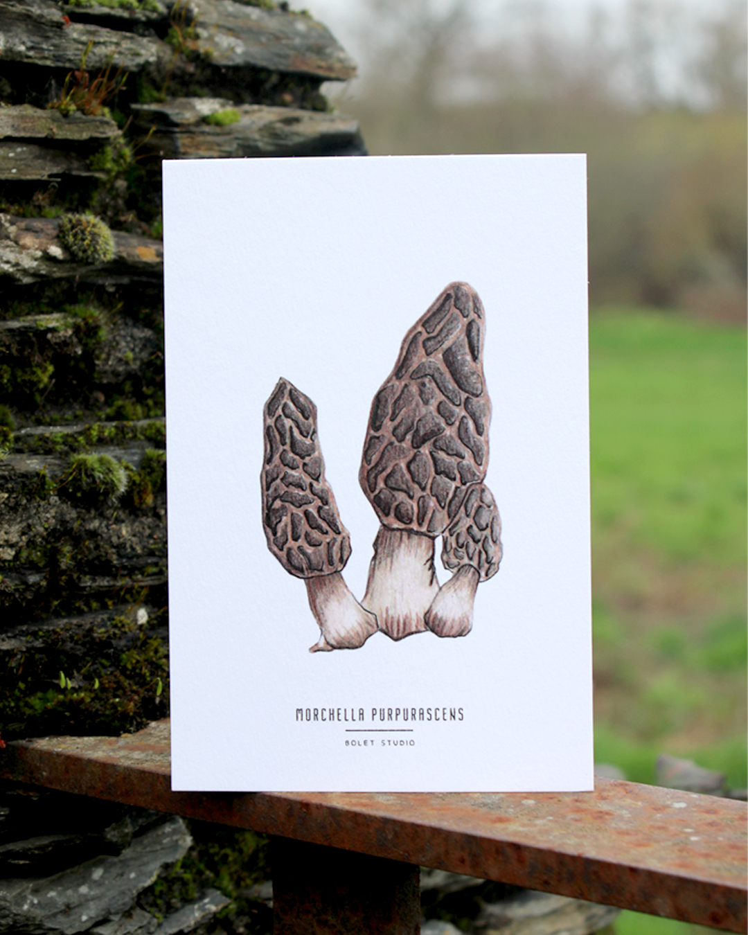 Carte postale champignons -  morchella purpurascens