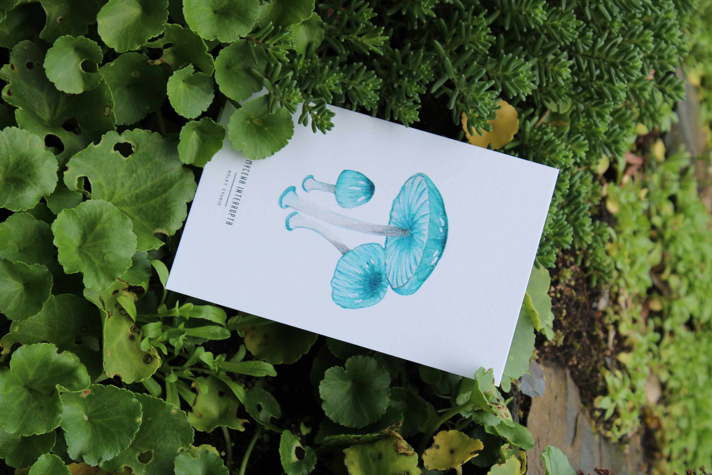 Carte postale champignons - mycena interrupta