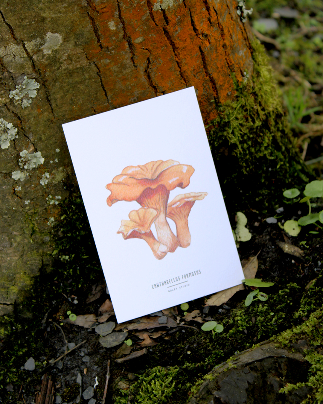 Carte postale champignons - Cantharellus Formosus