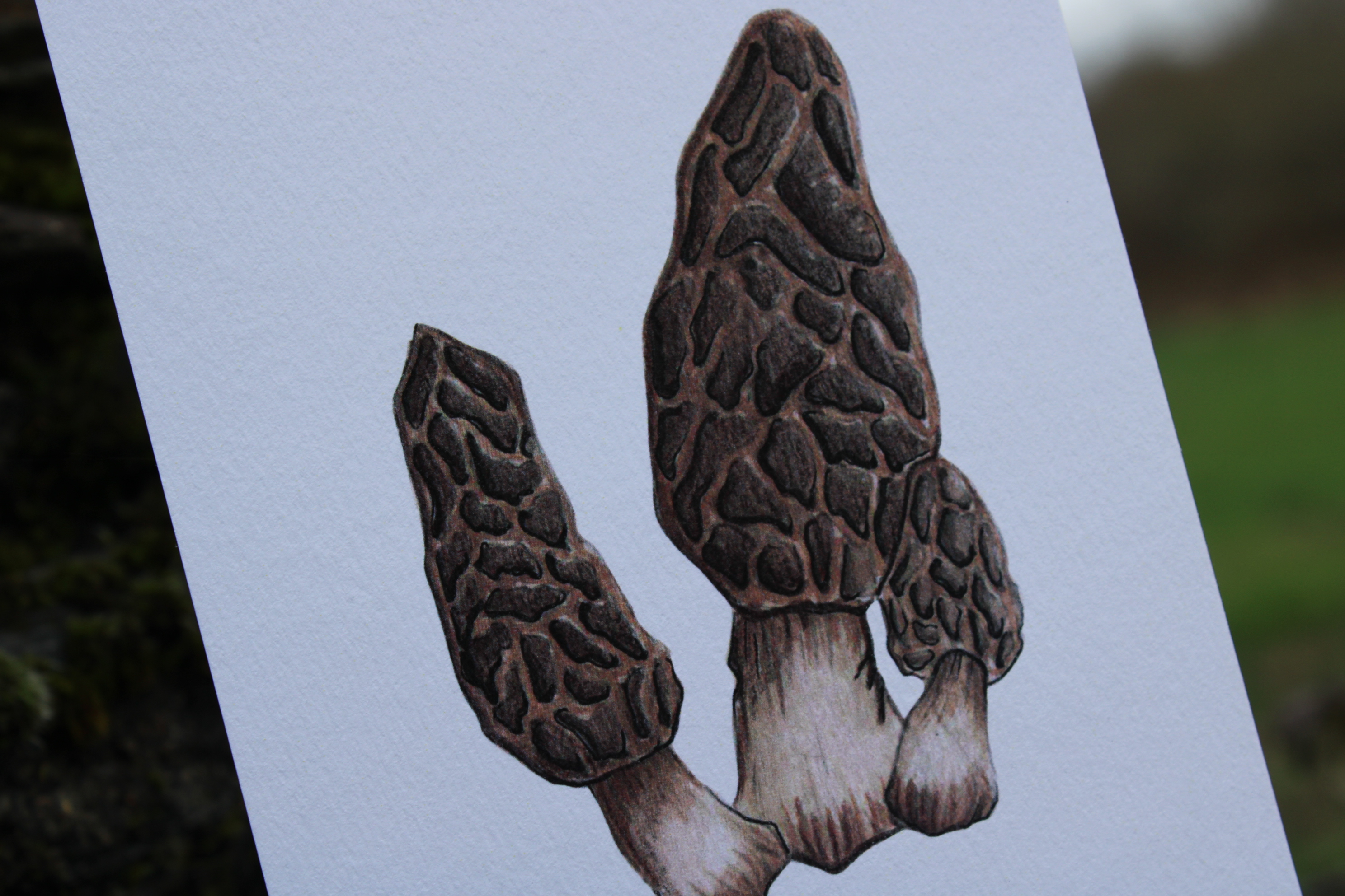 Carte postale champignons -  morchella purpurascens