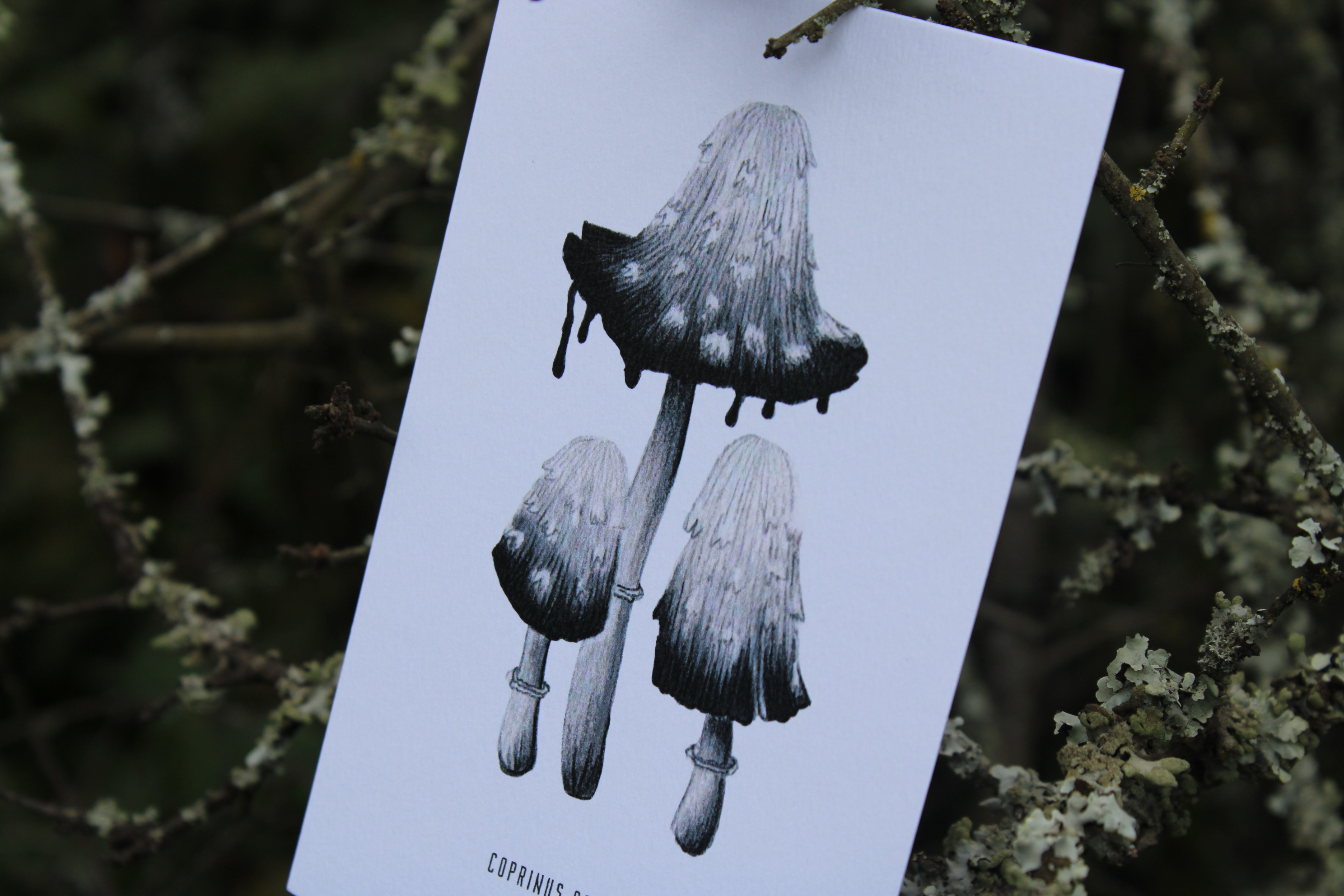 Carte postale champignons - coprinus comatus