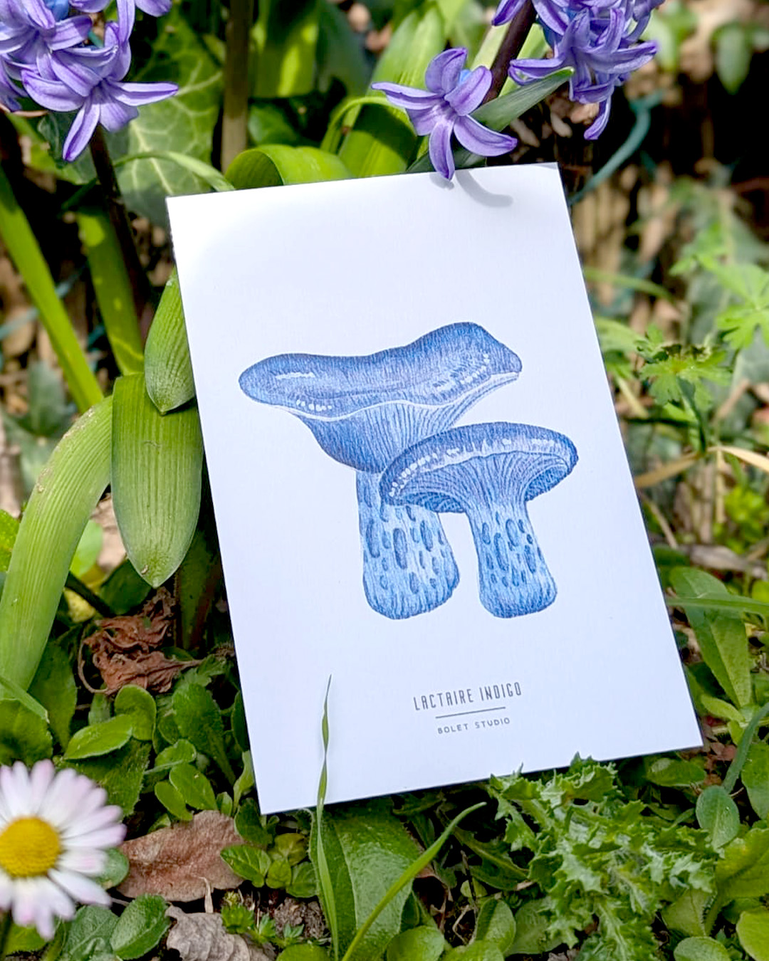 Carte postale champignons - lactaire indigo