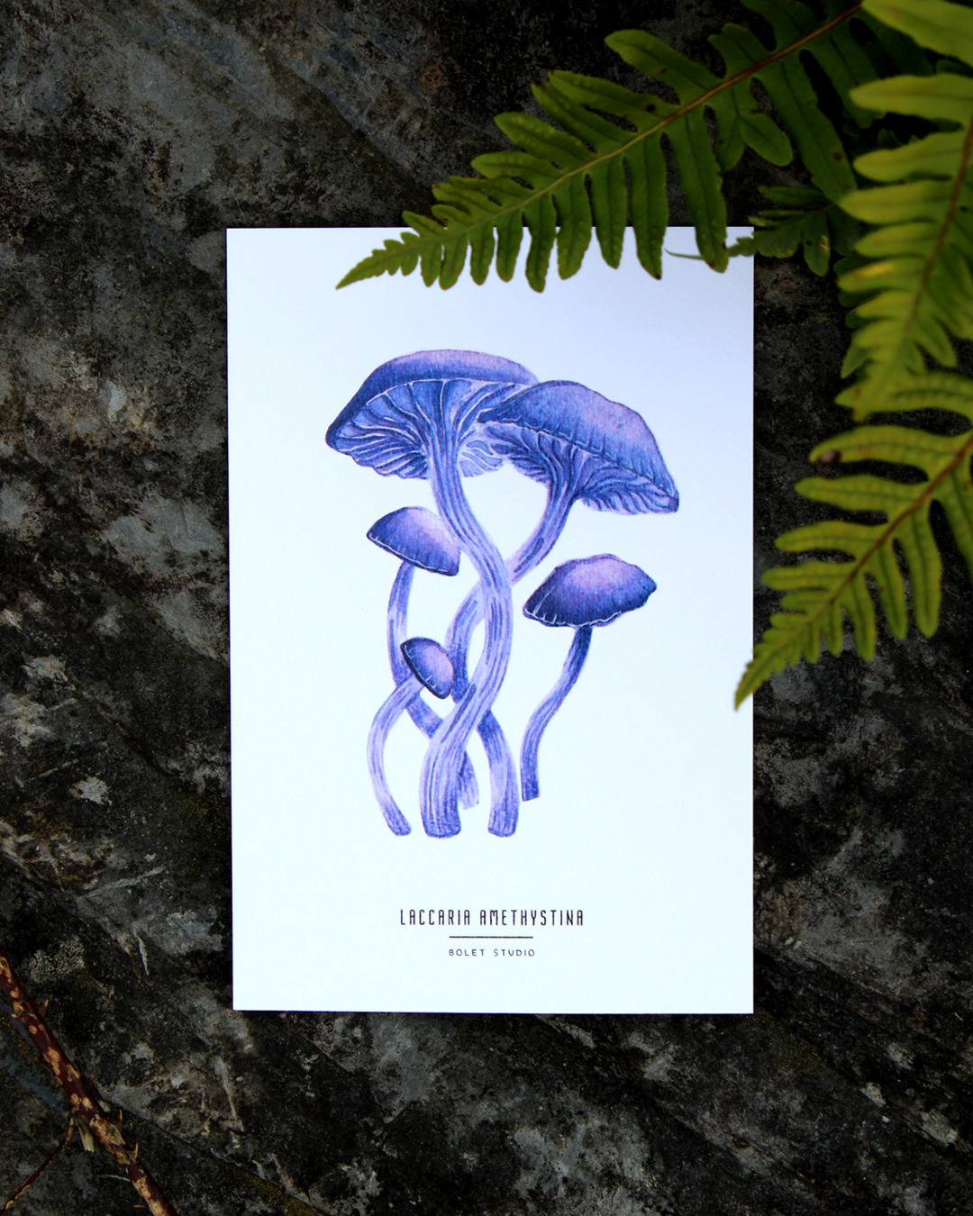 Carte postale champignons - laccaria amethystina