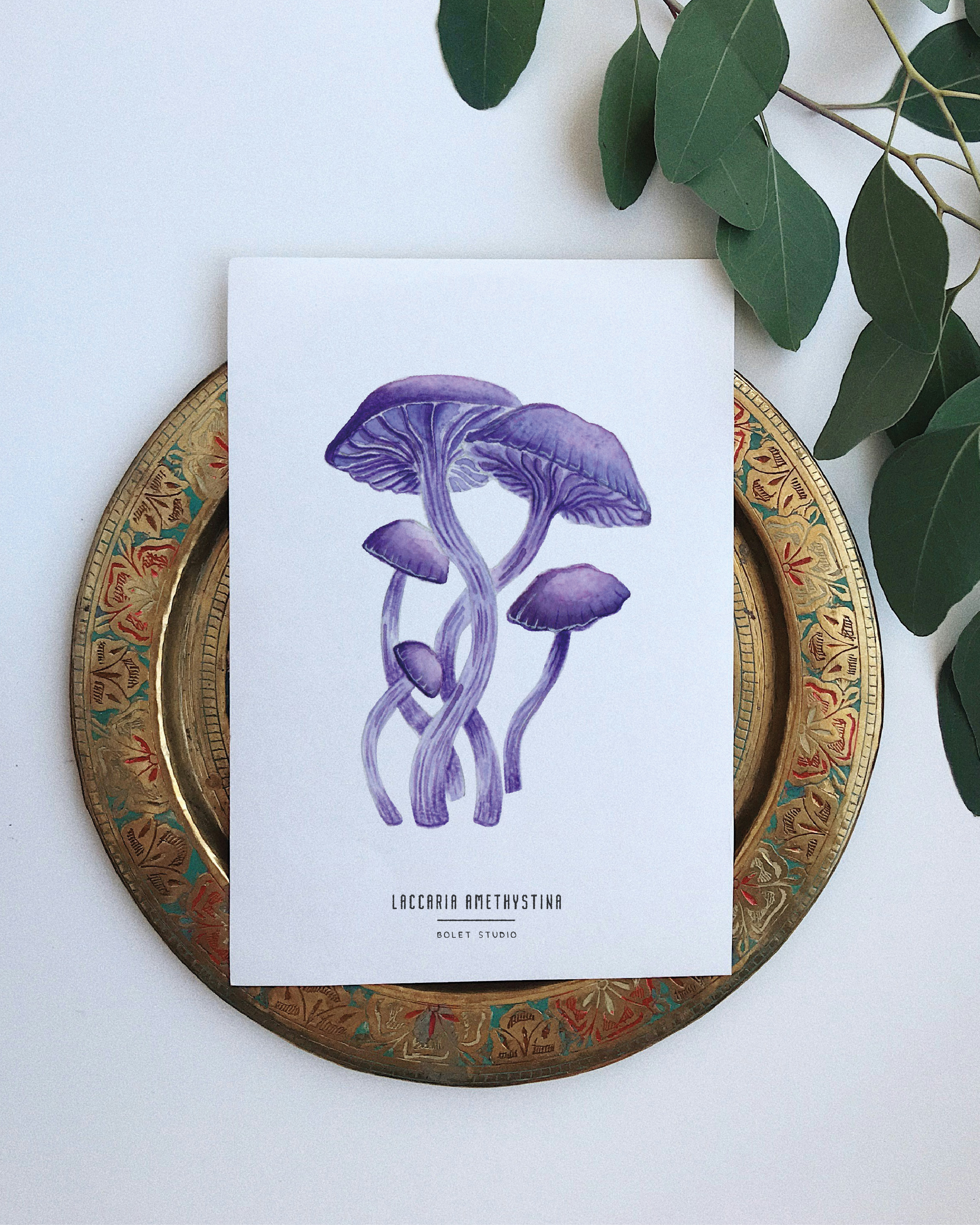 Carte postale champignons - laccaria amethystina