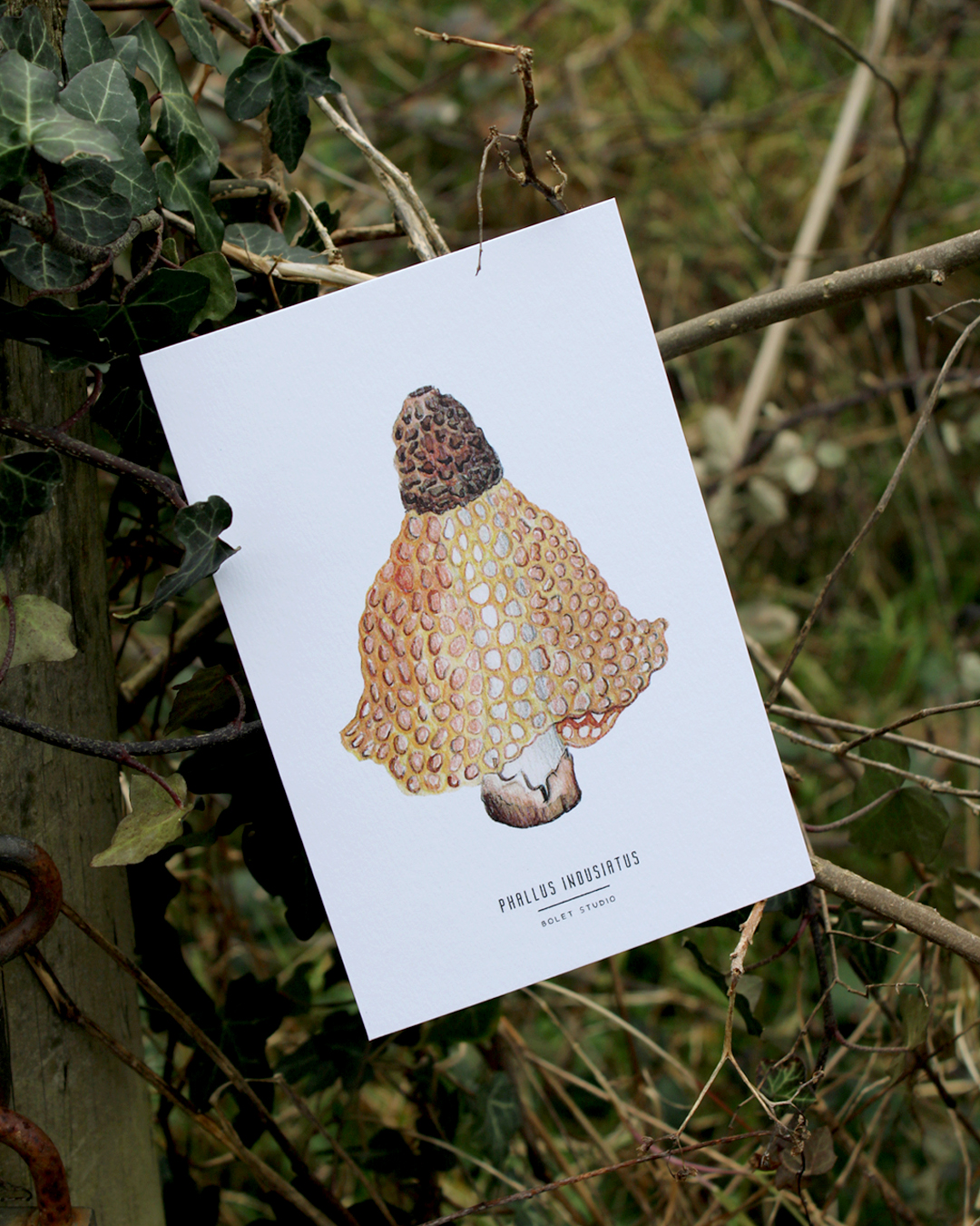 Carte postale champignons - phallus indusiatus