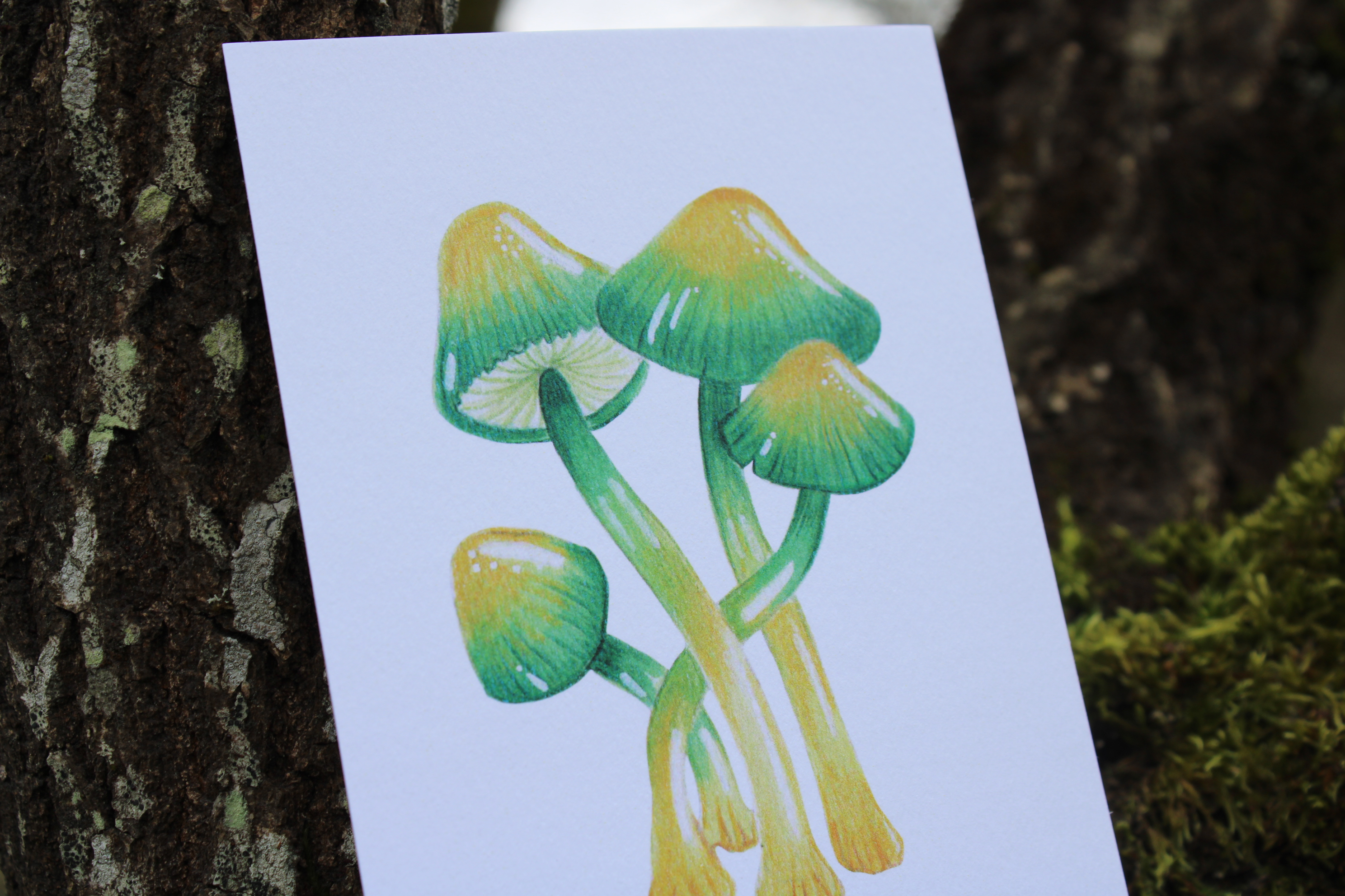 Carte postale champignons -  gliophorus psittacinus