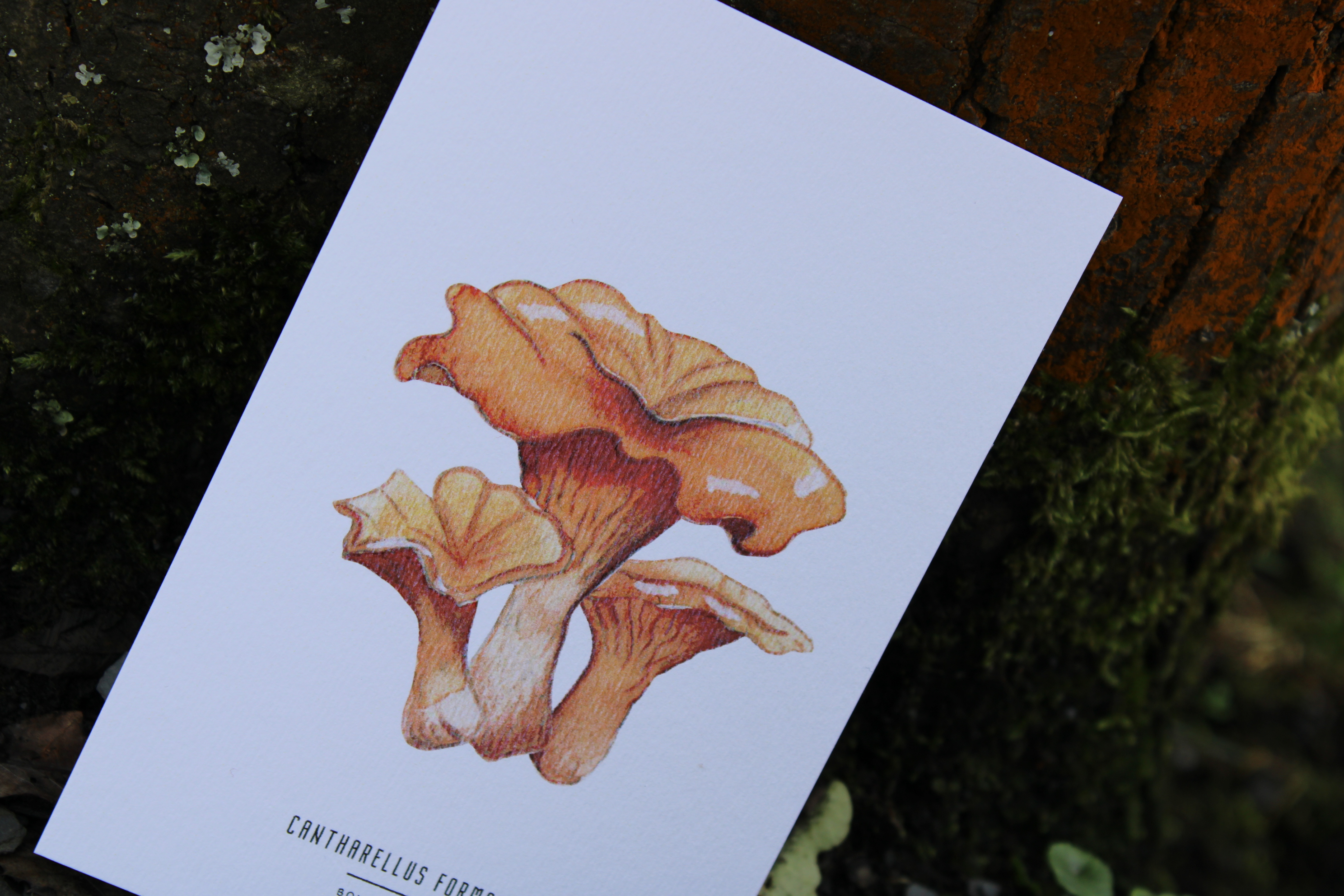 Carte postale champignons - Cantharellus Formosus