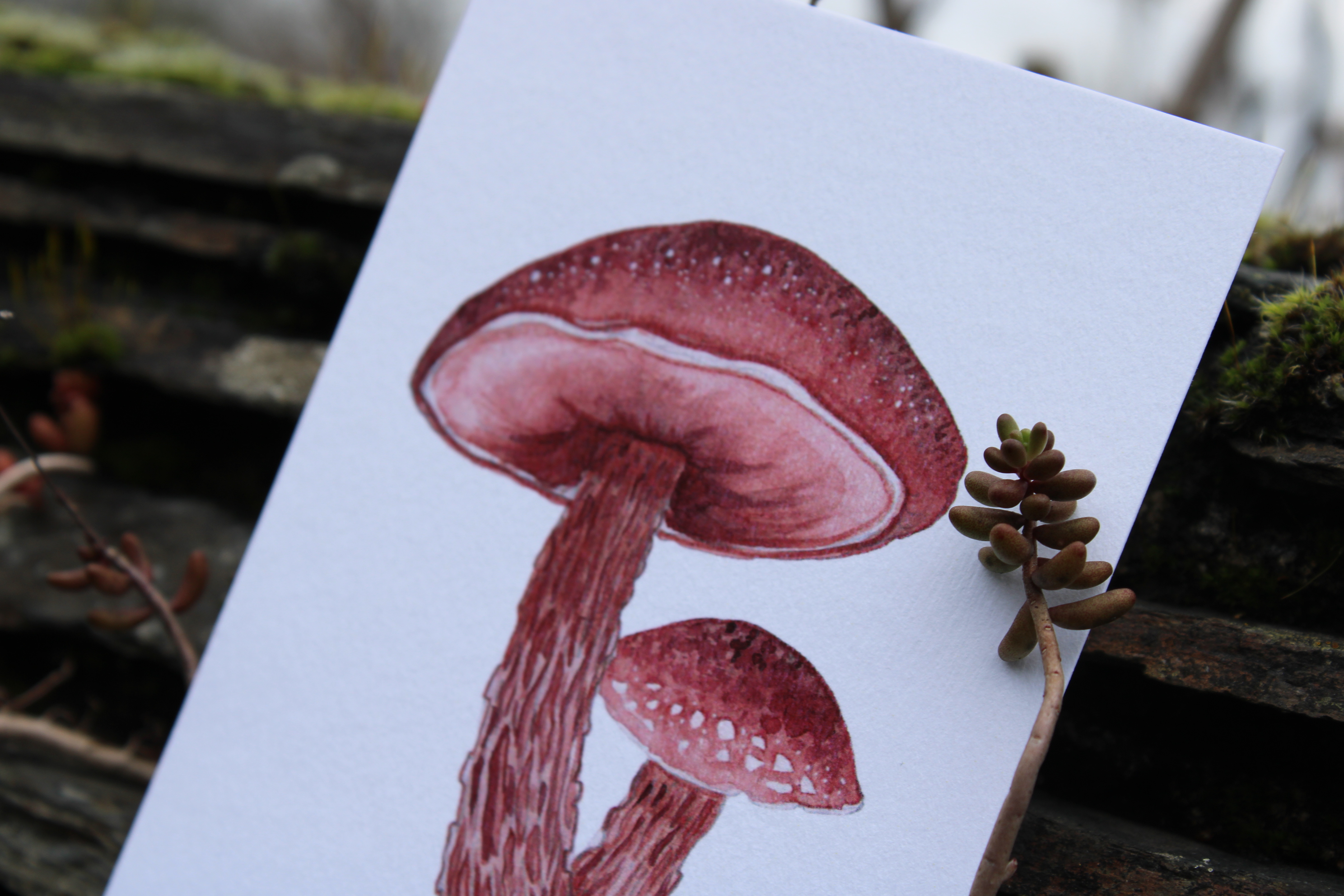 Carte postale champignons -  exsudoporus frostii