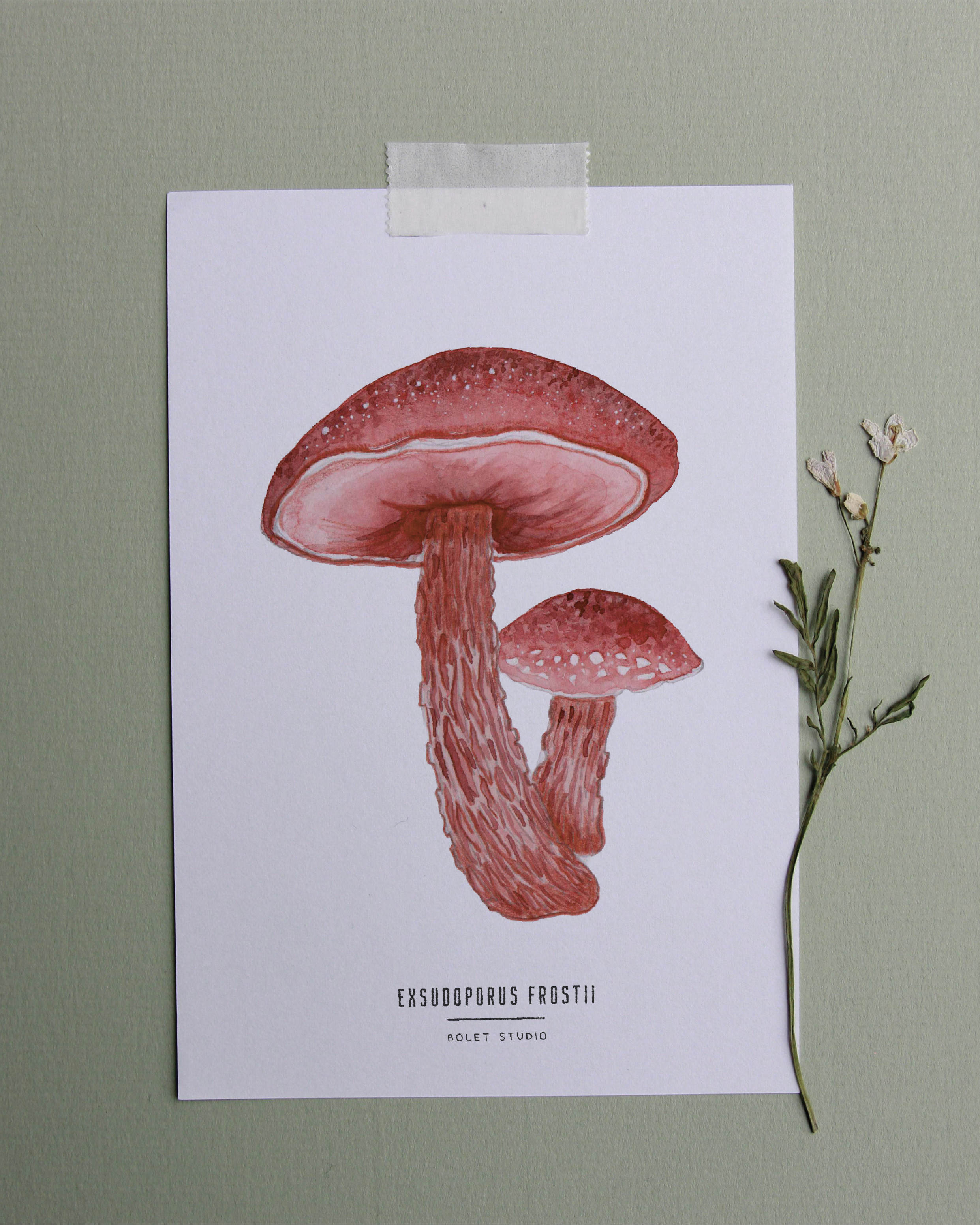 Carte postale champignons -  exsudoporus frostii