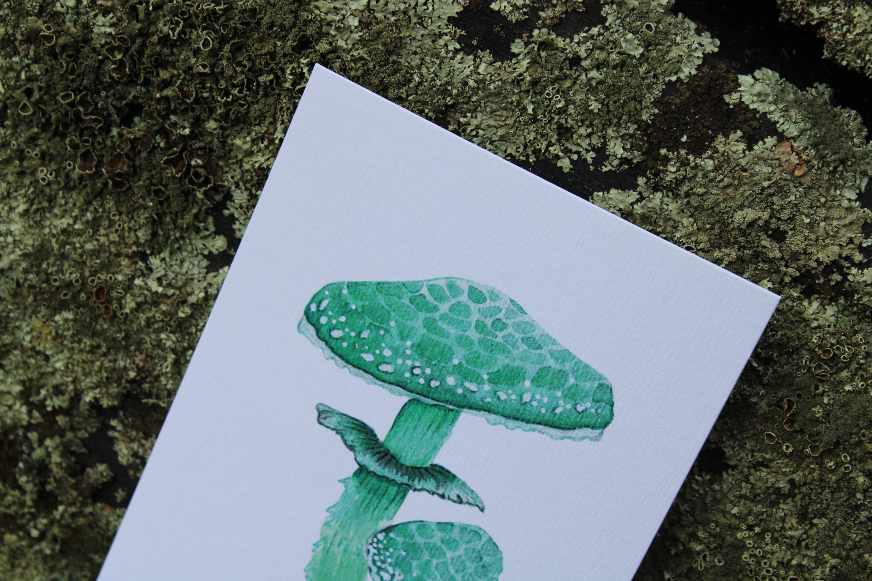 Carte postale champignons - stropharia aeruginosa