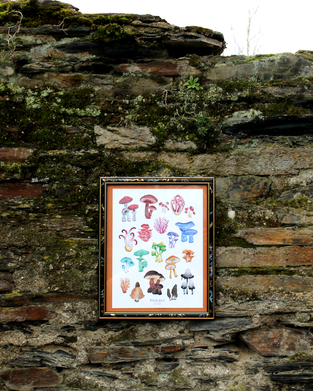 Affiche papier - Aquarelles champignons