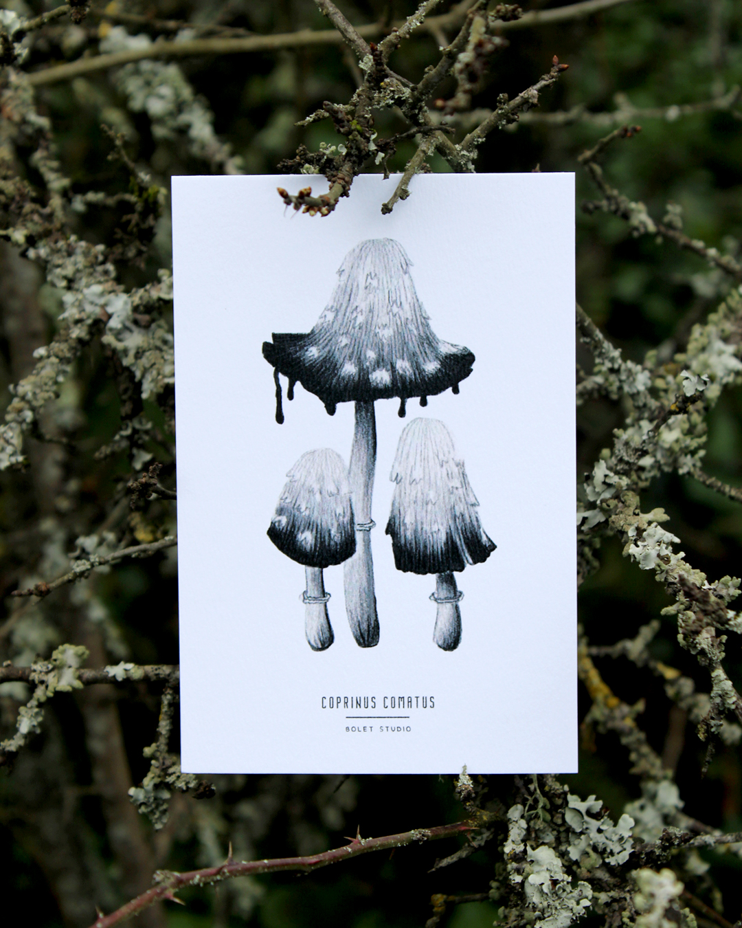Carte postale champignons - coprinus comatus