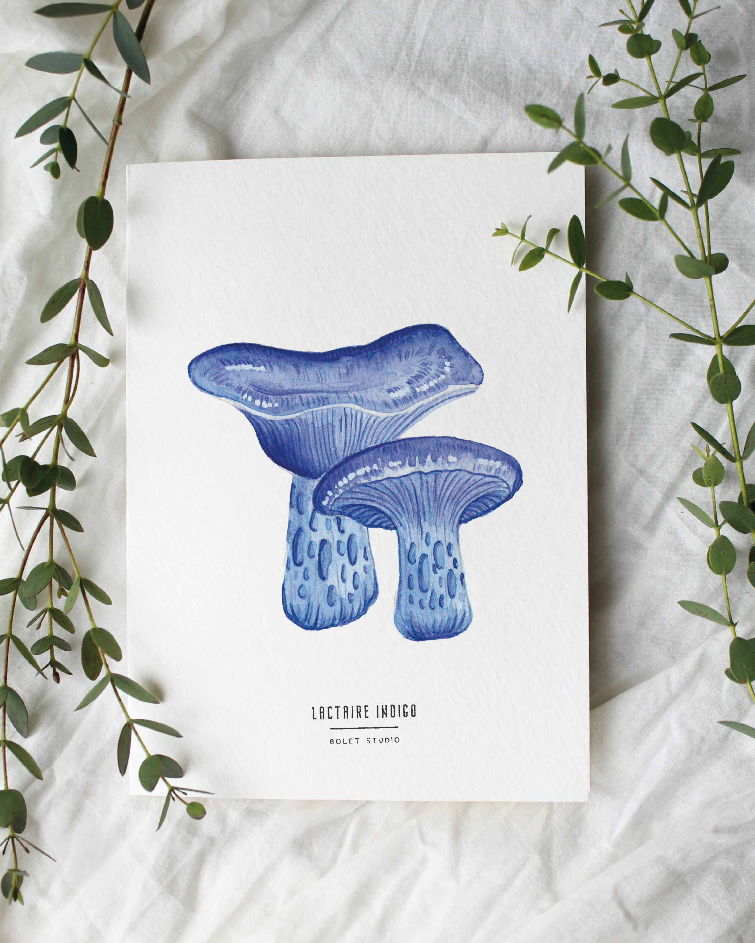 Carte postale champignons - lactaire indigo