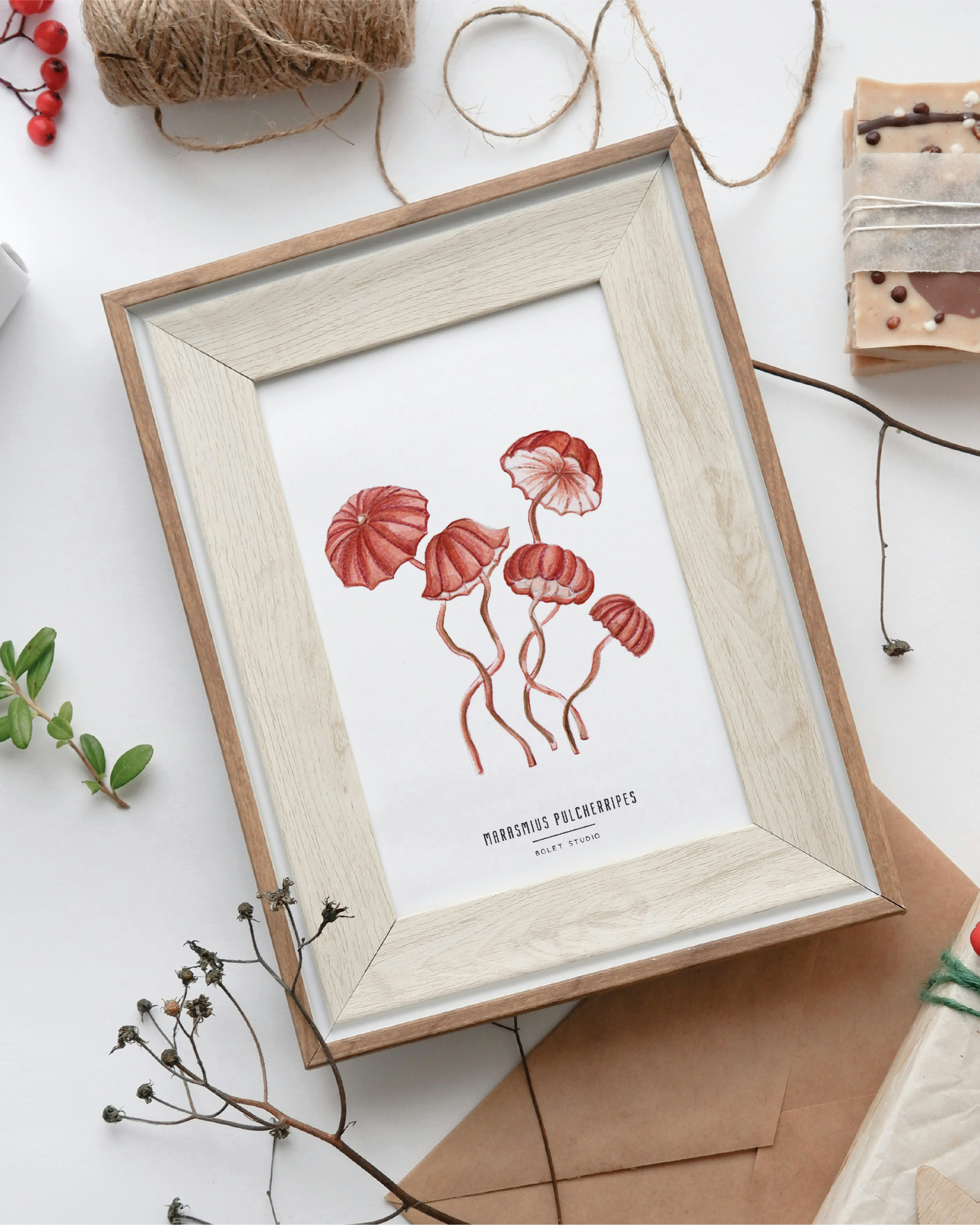 Carte postale champignons - marasmius pulcherripes