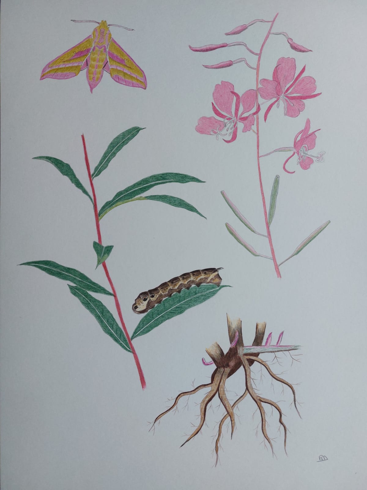 Wilgeroosje & Avondrood