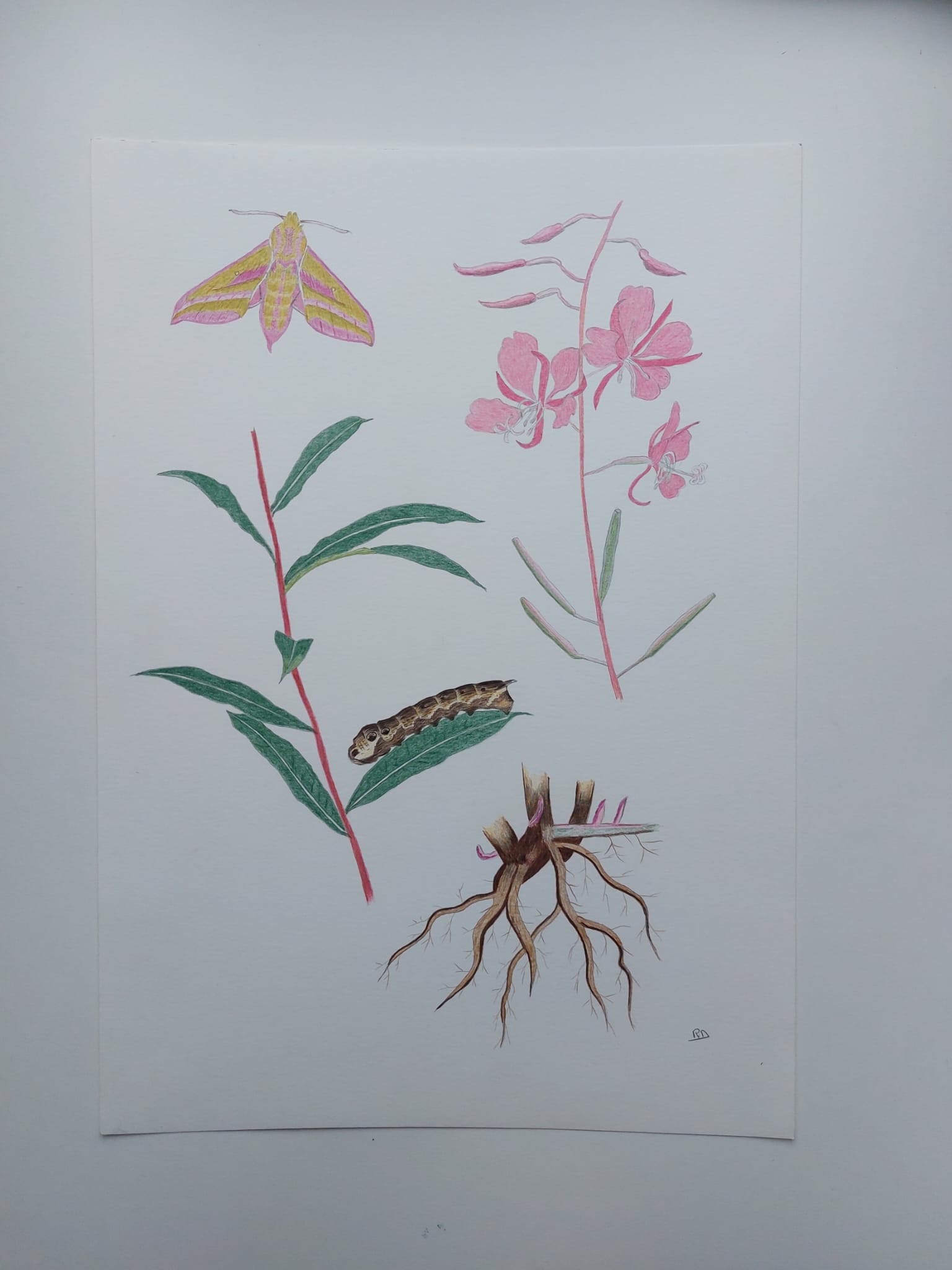 Wilgeroosje & Avondrood