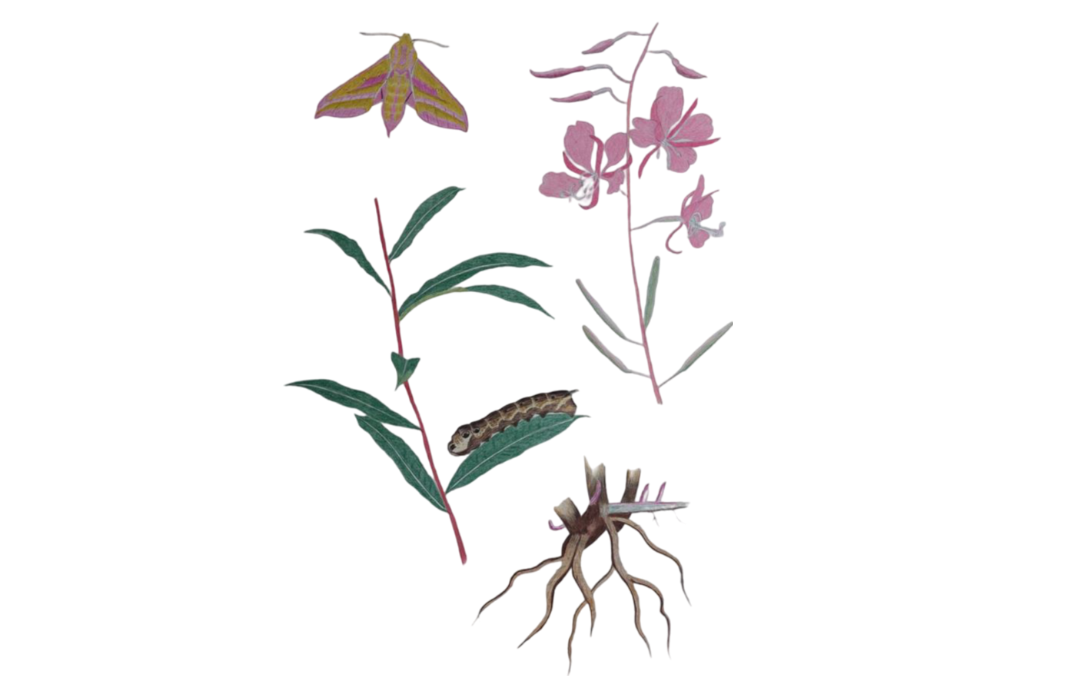 Wilgeroosje & Avondrood