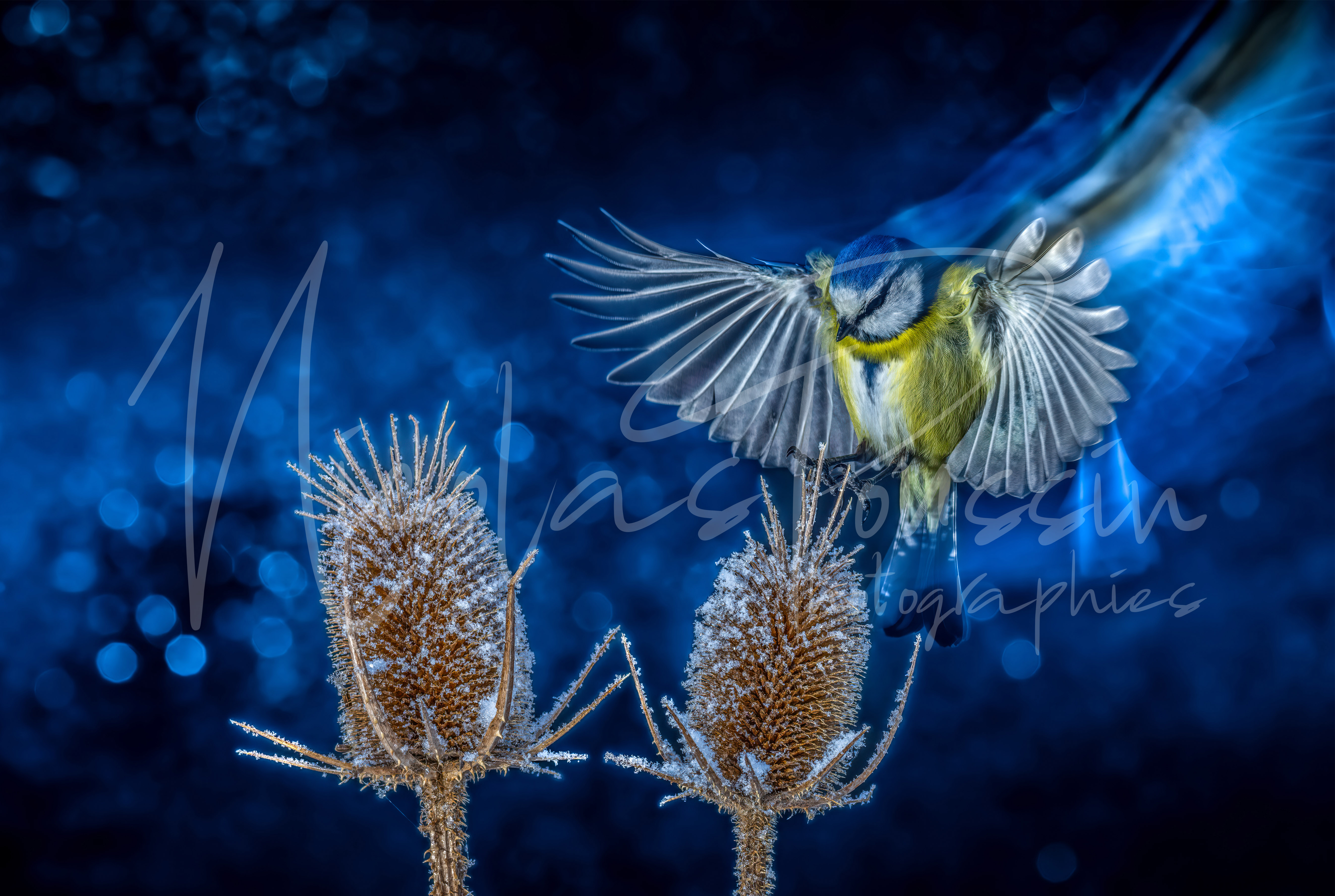 Mésange bleu givrée