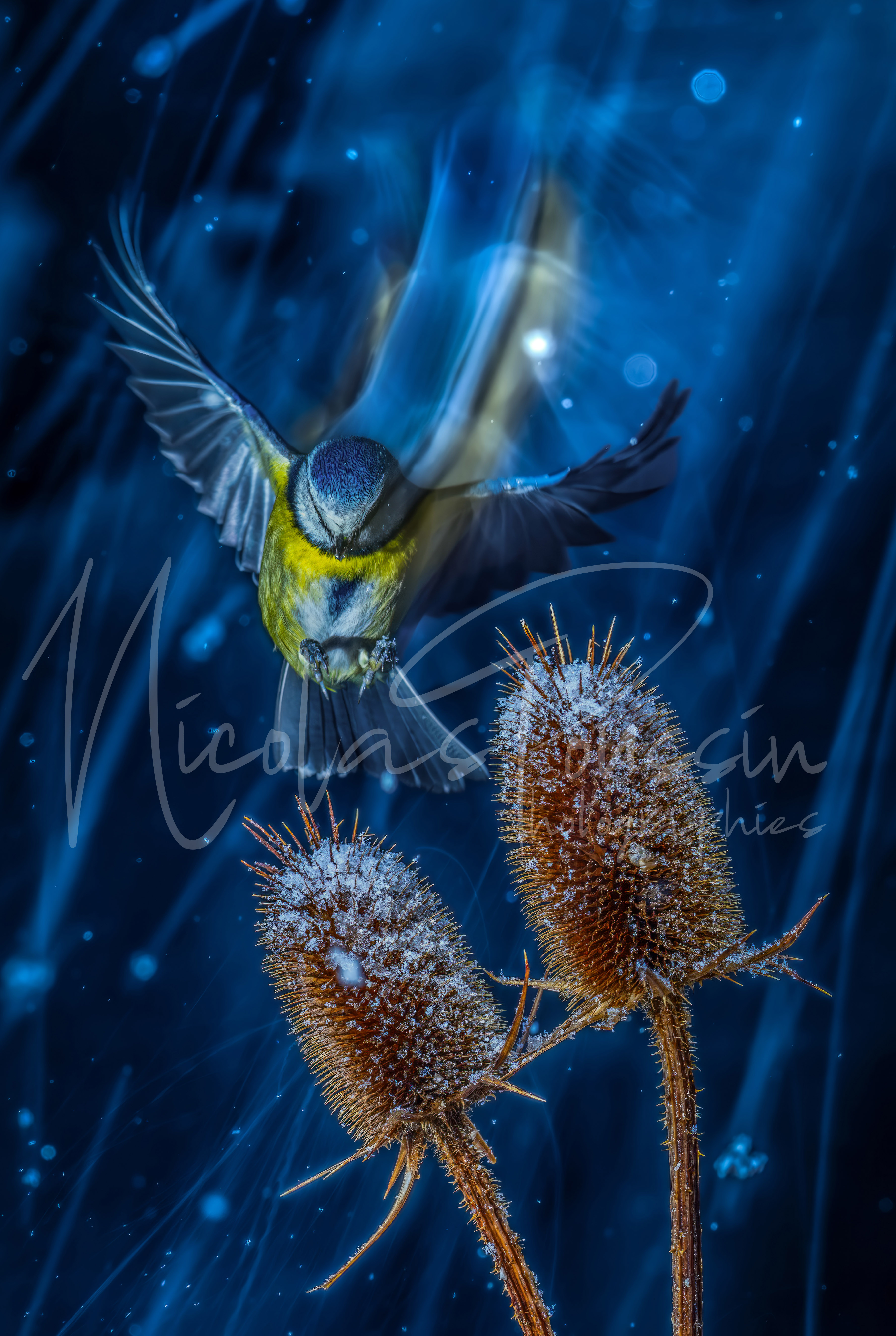 Mésange bleu, dans la tempête