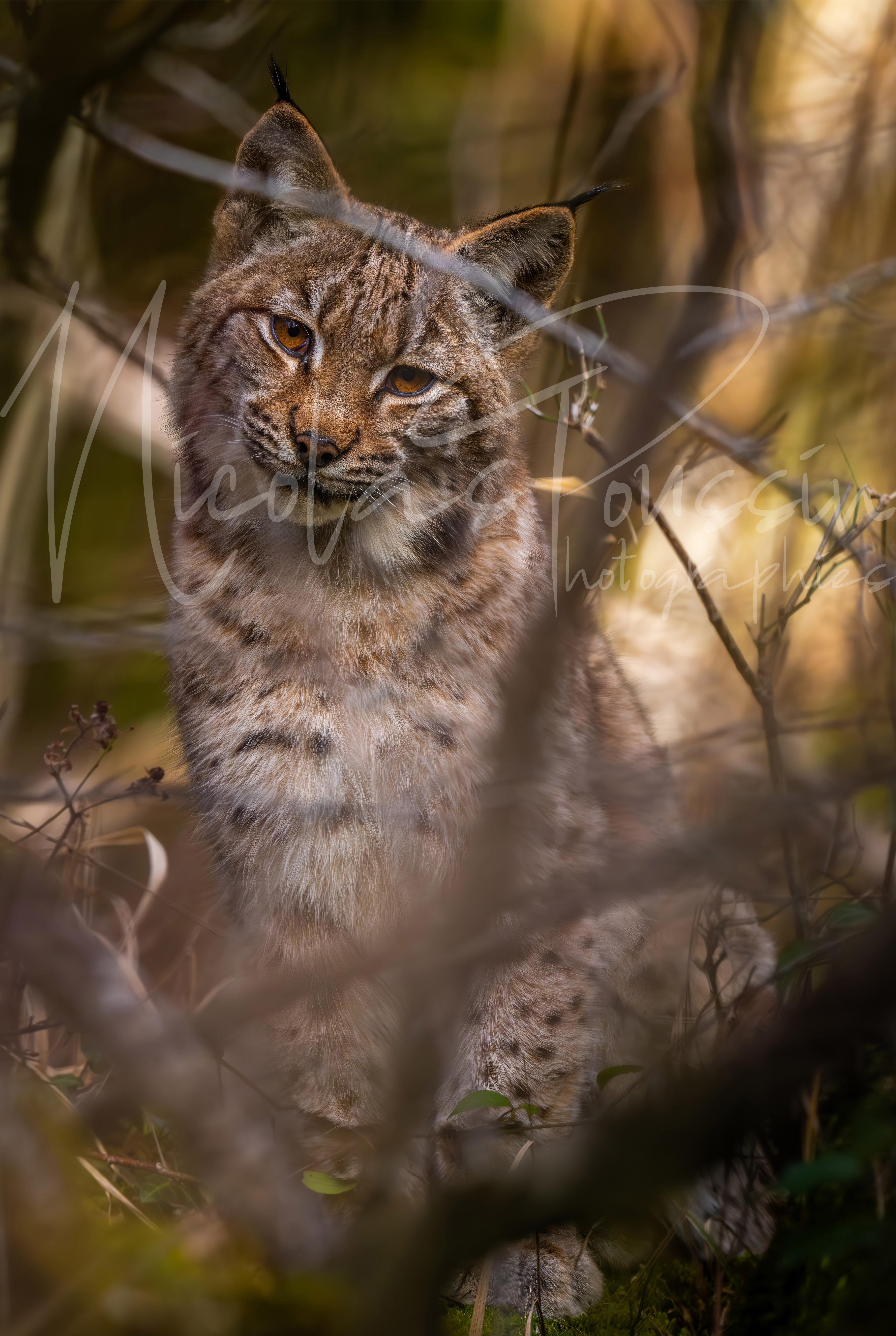 Jeun lynx assis