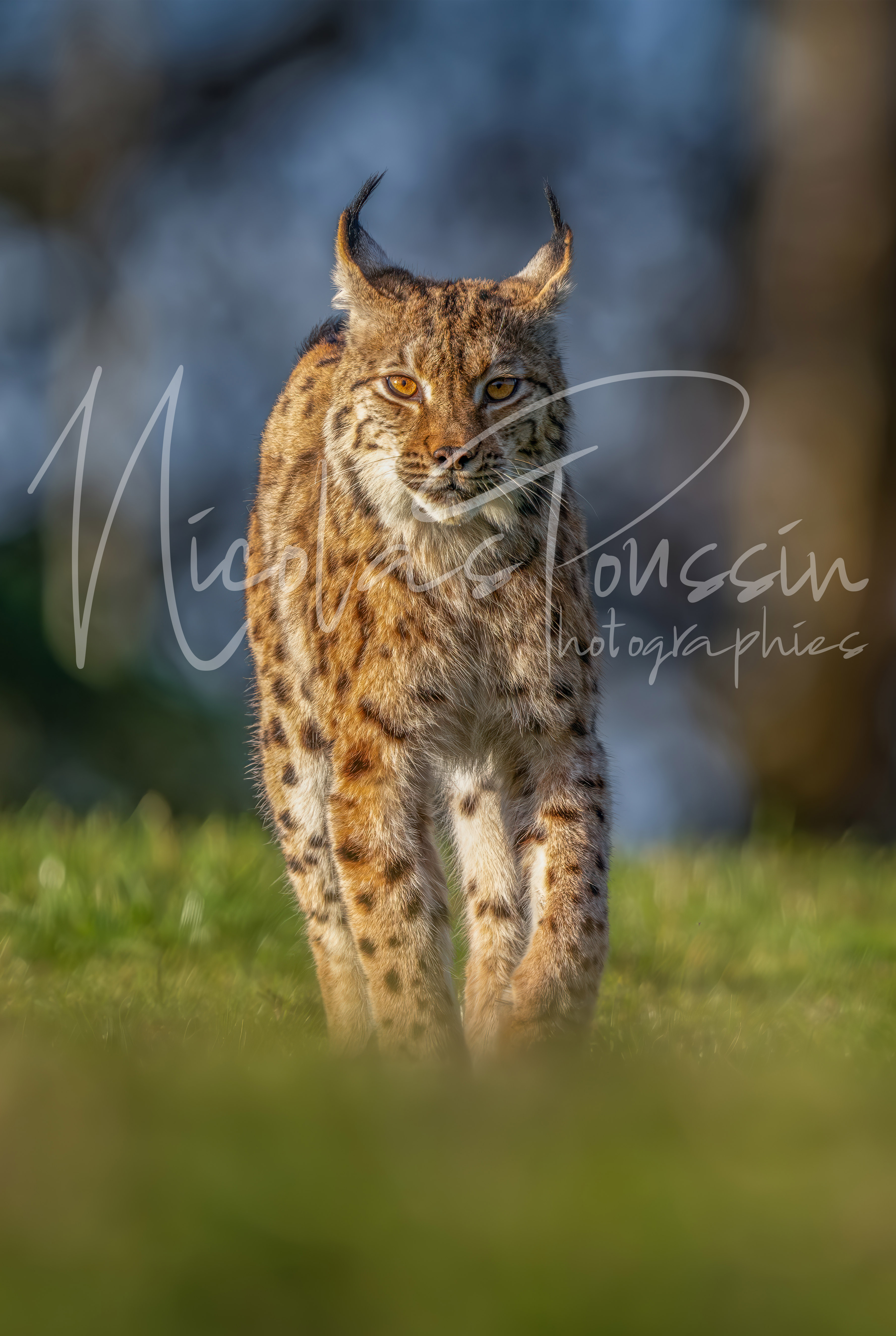 Lynx - Face à face
