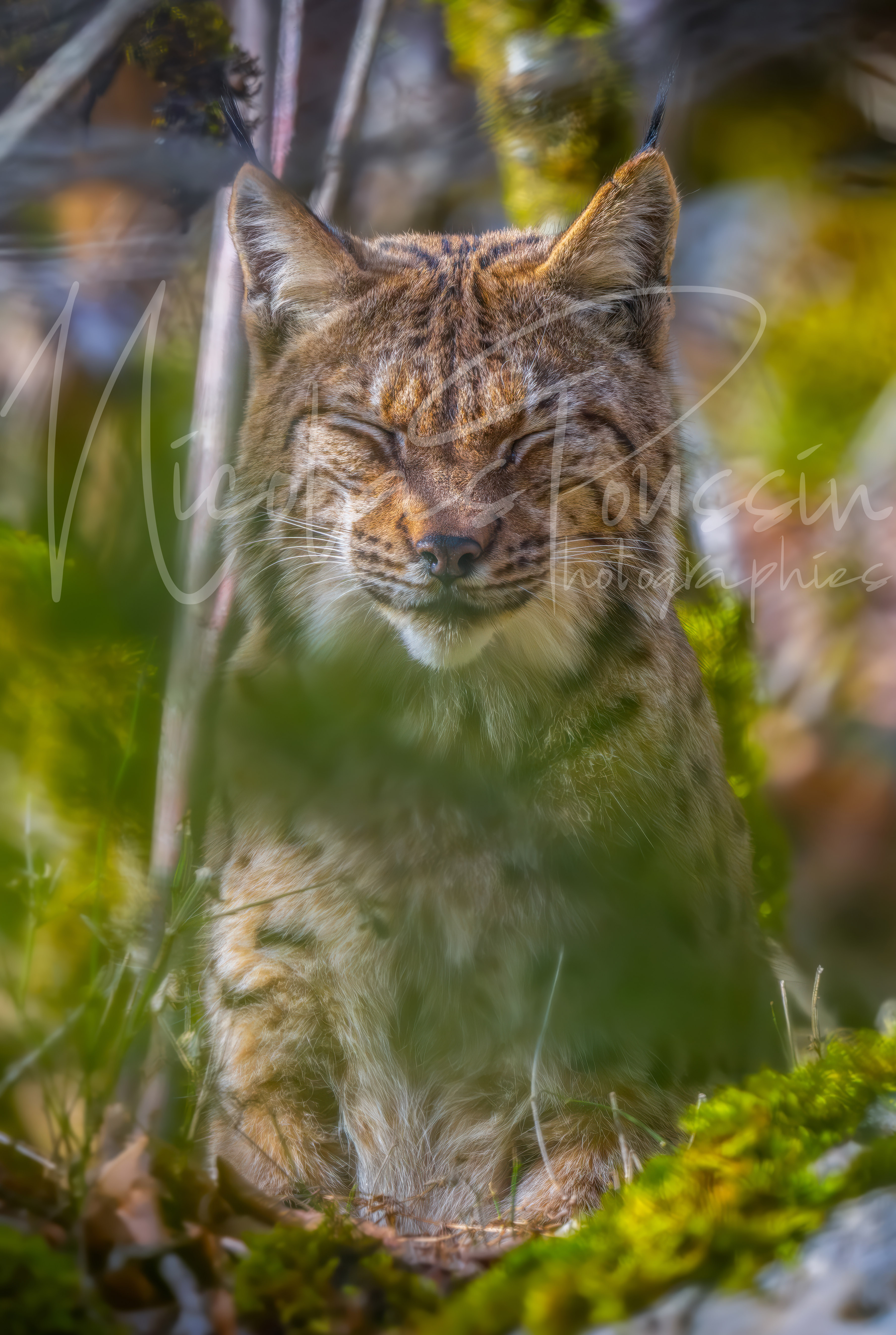 Lynx paisible