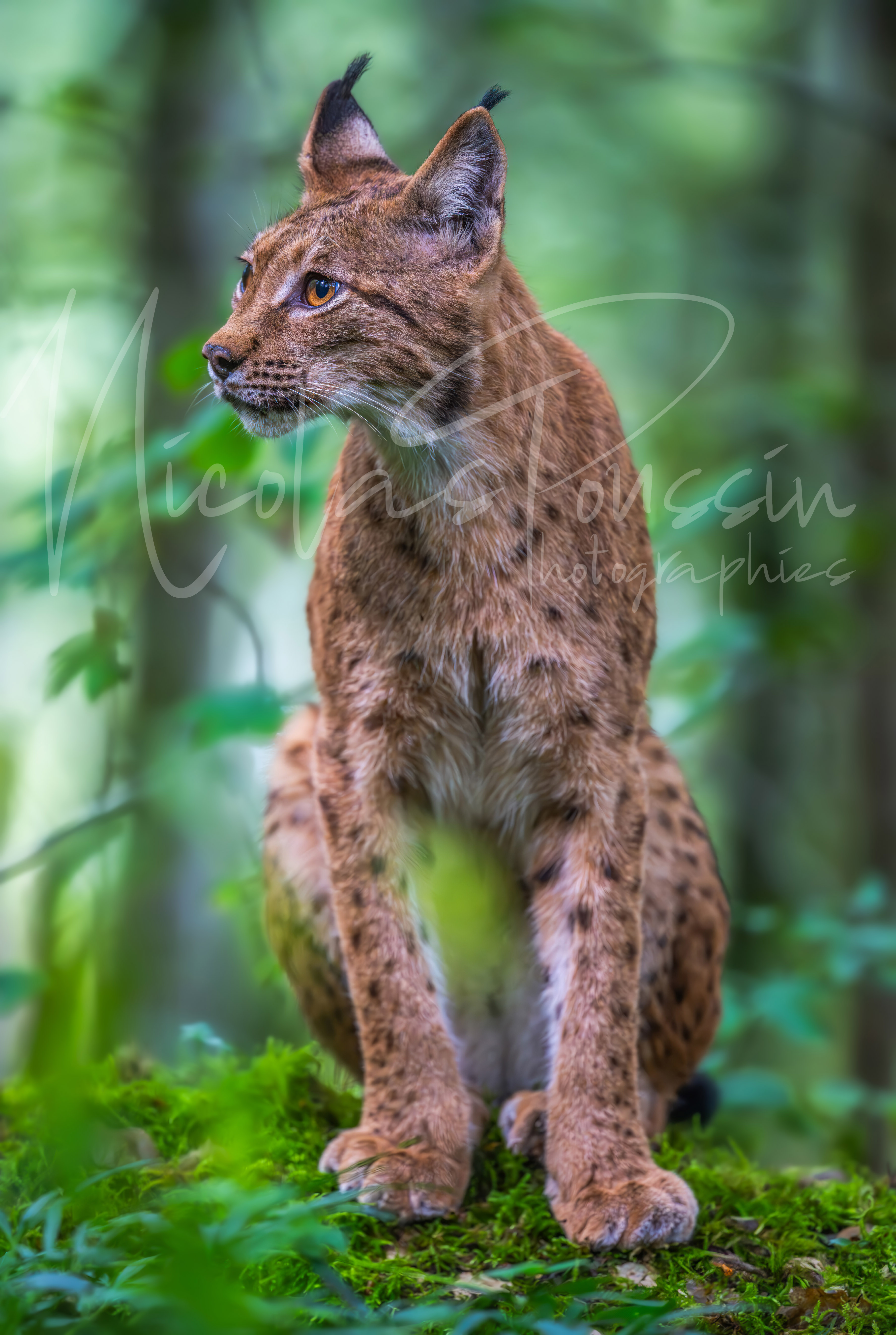 Lynx assis