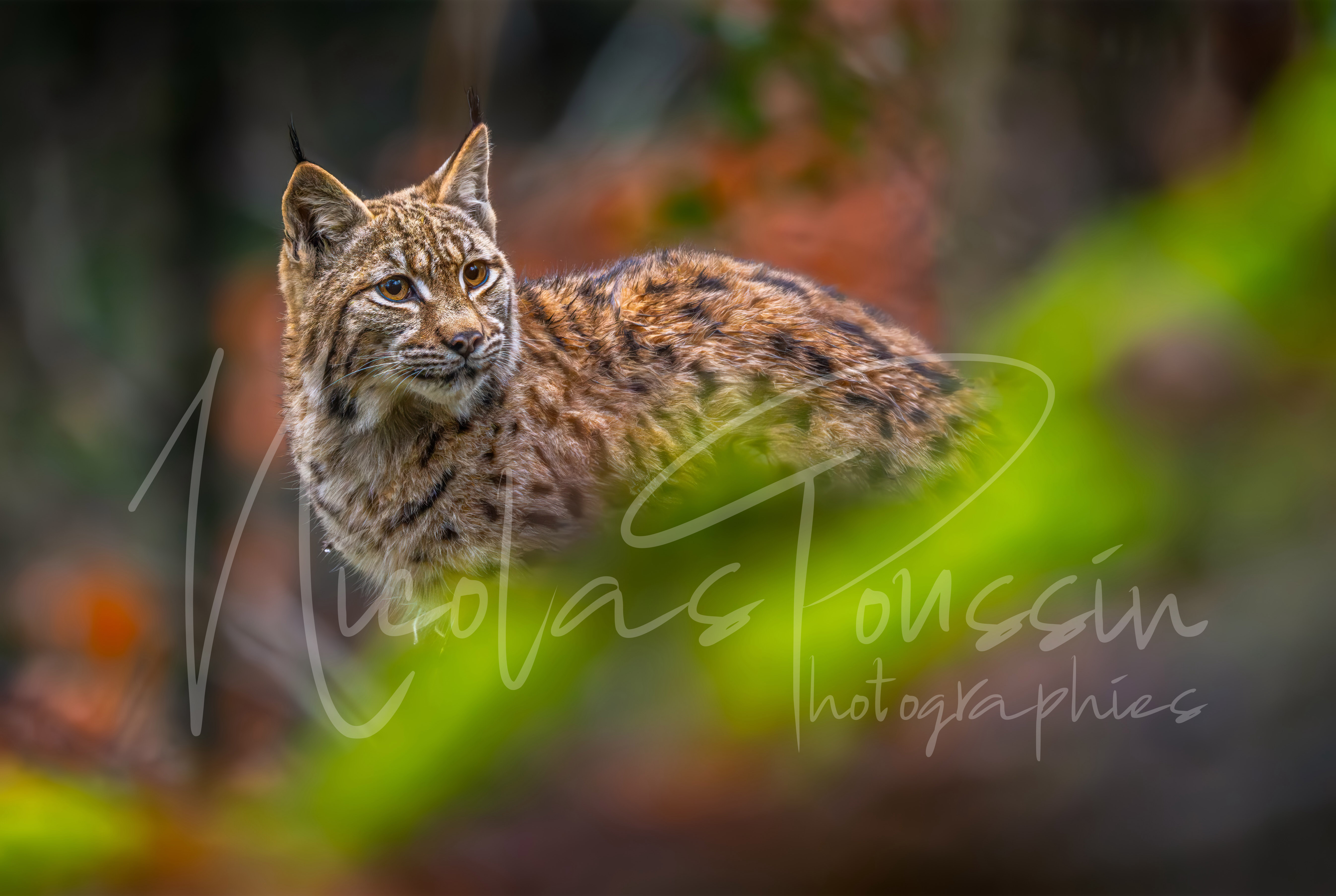 Jeune lynx