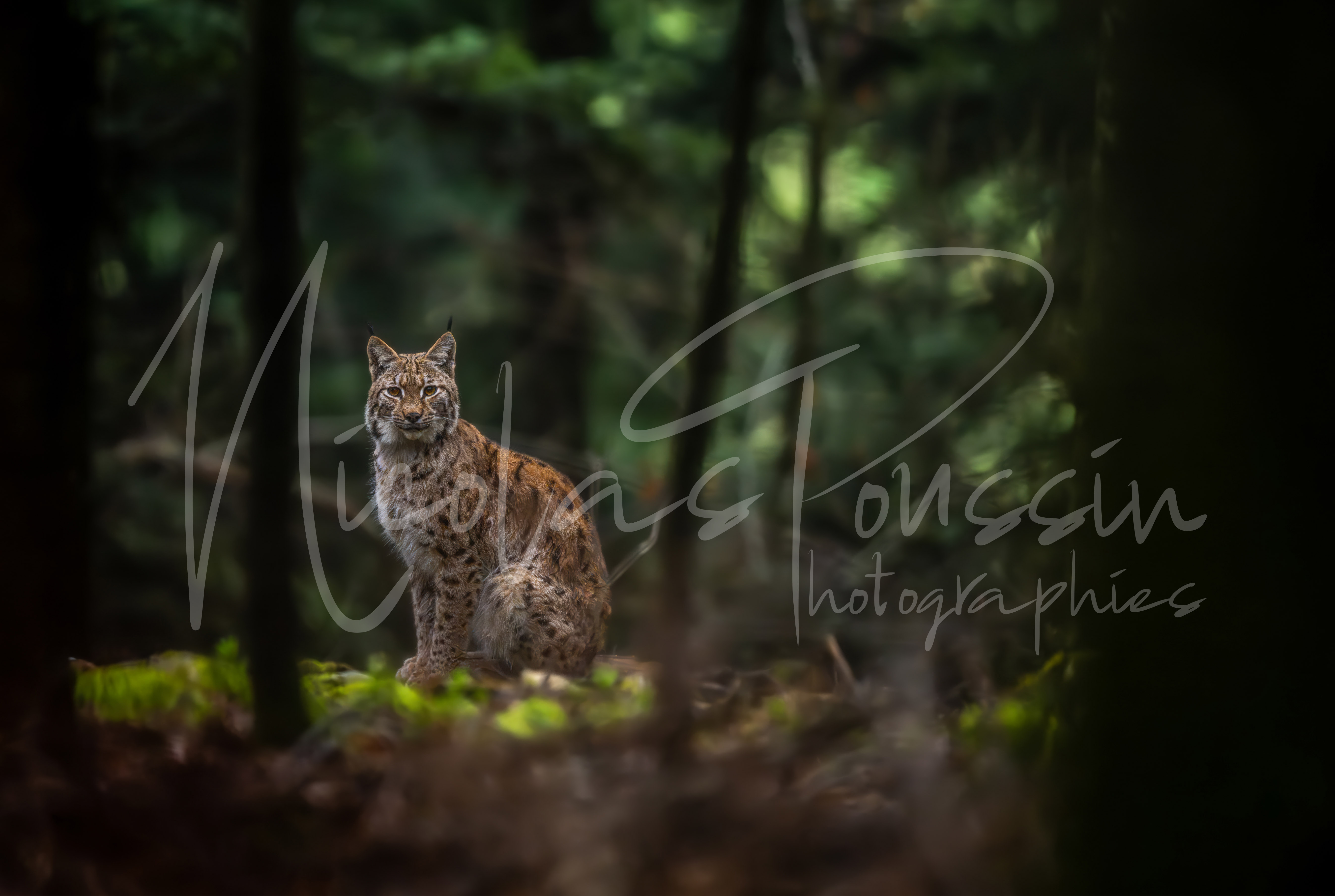 Lynx en forêt