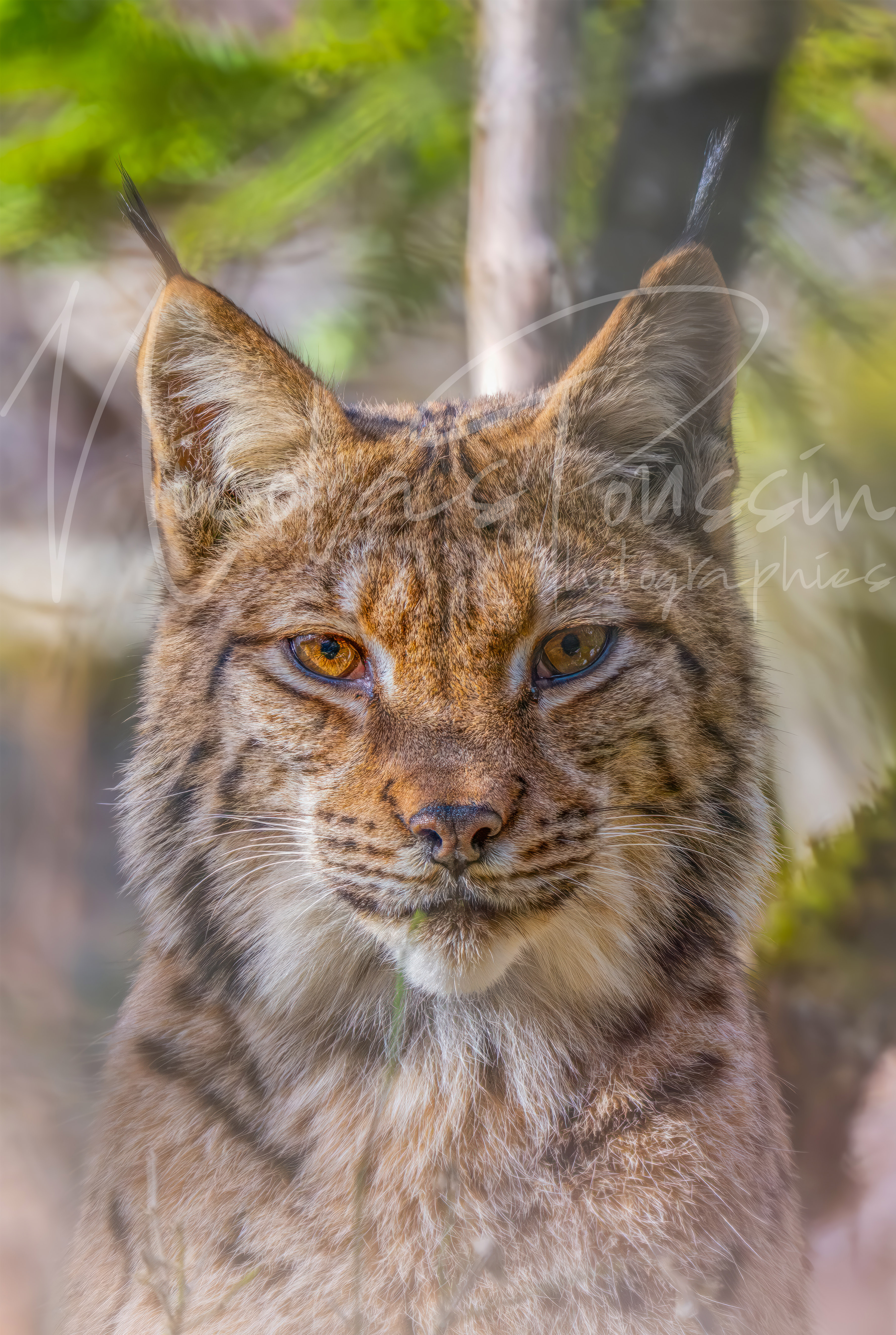 Lynx portrait
