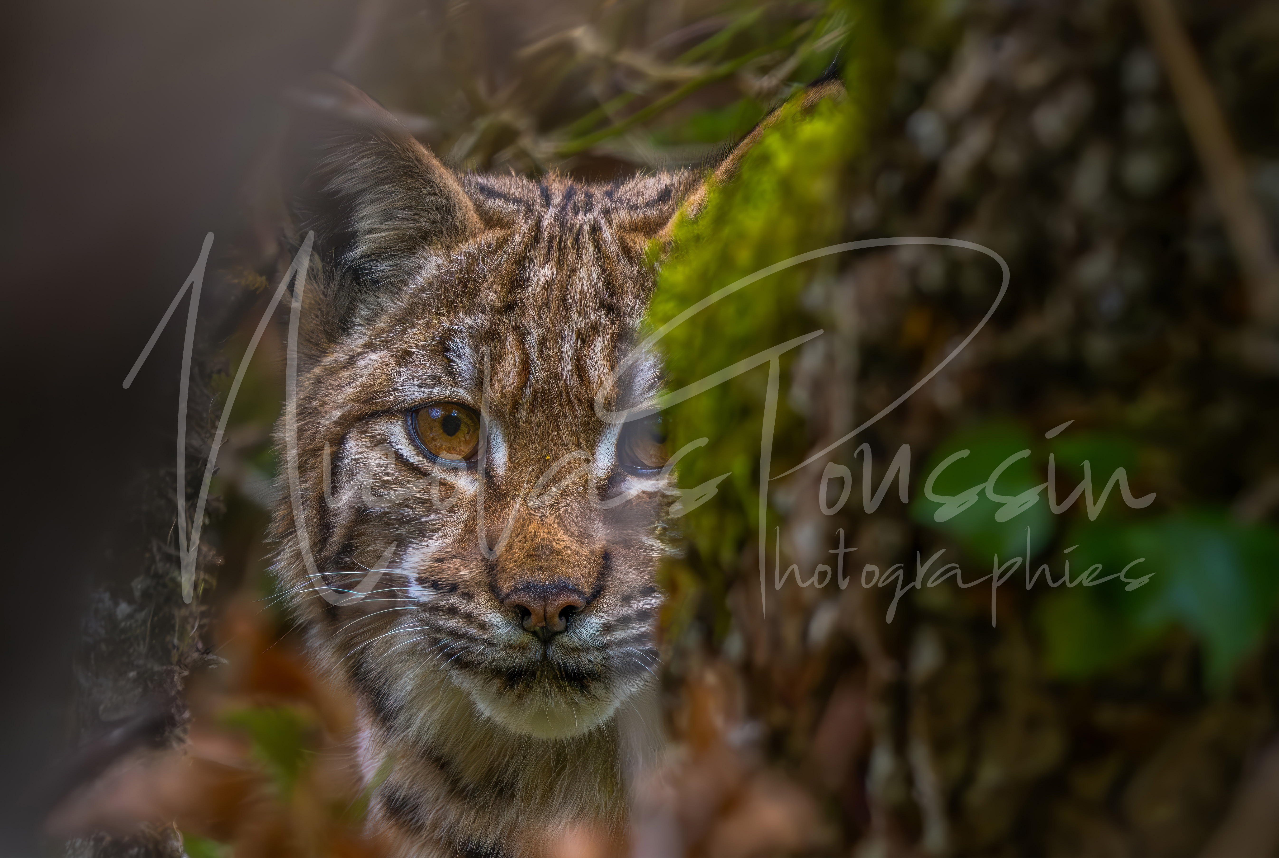 Portrait jeune lynx