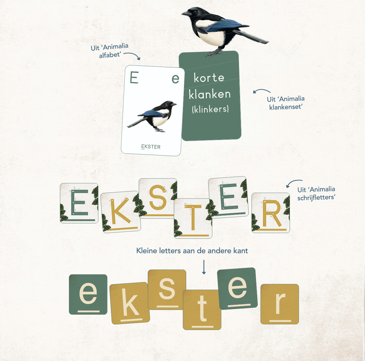 Animalia oefenkaartenset + whiteboardstift