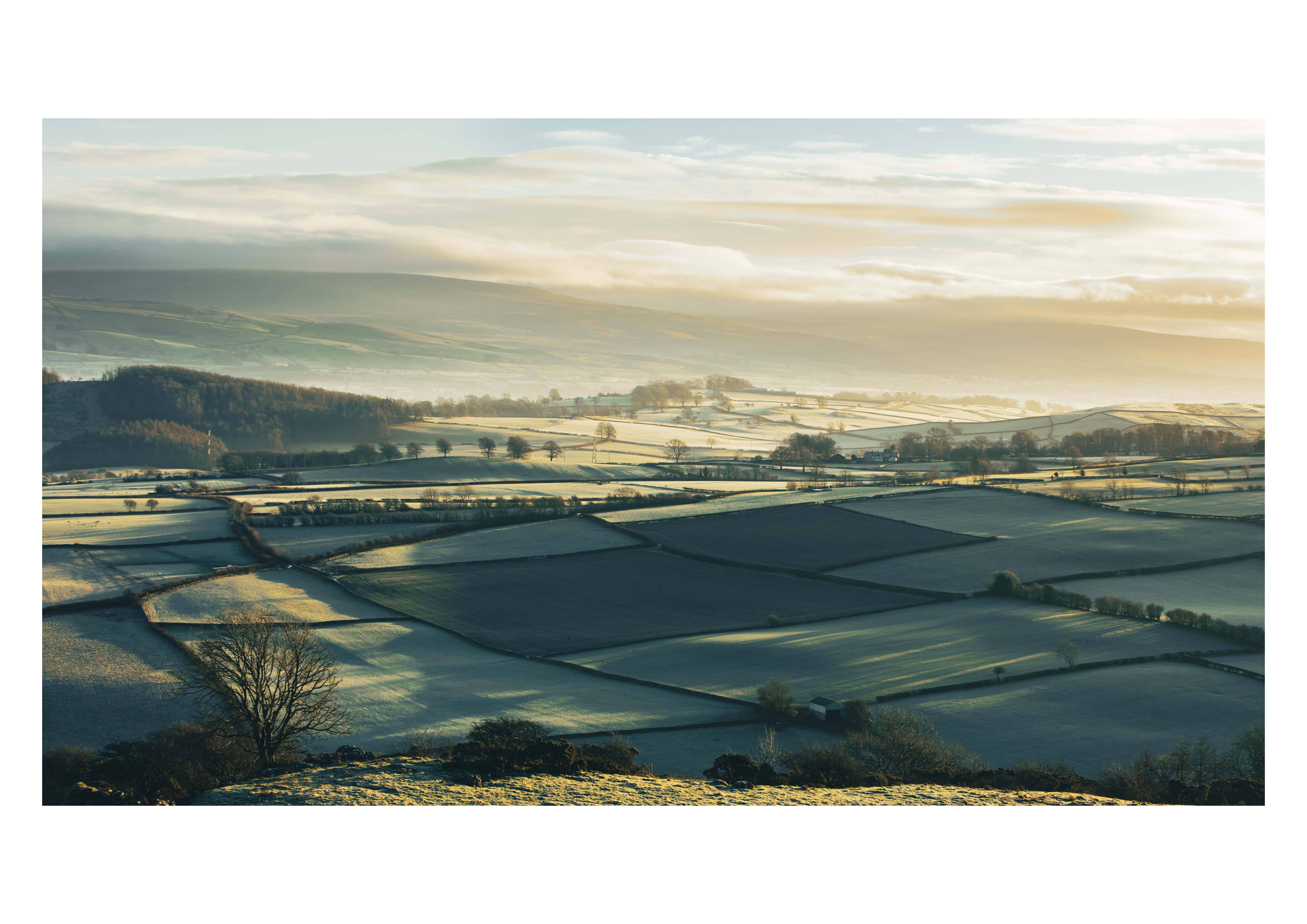 Golden Fog