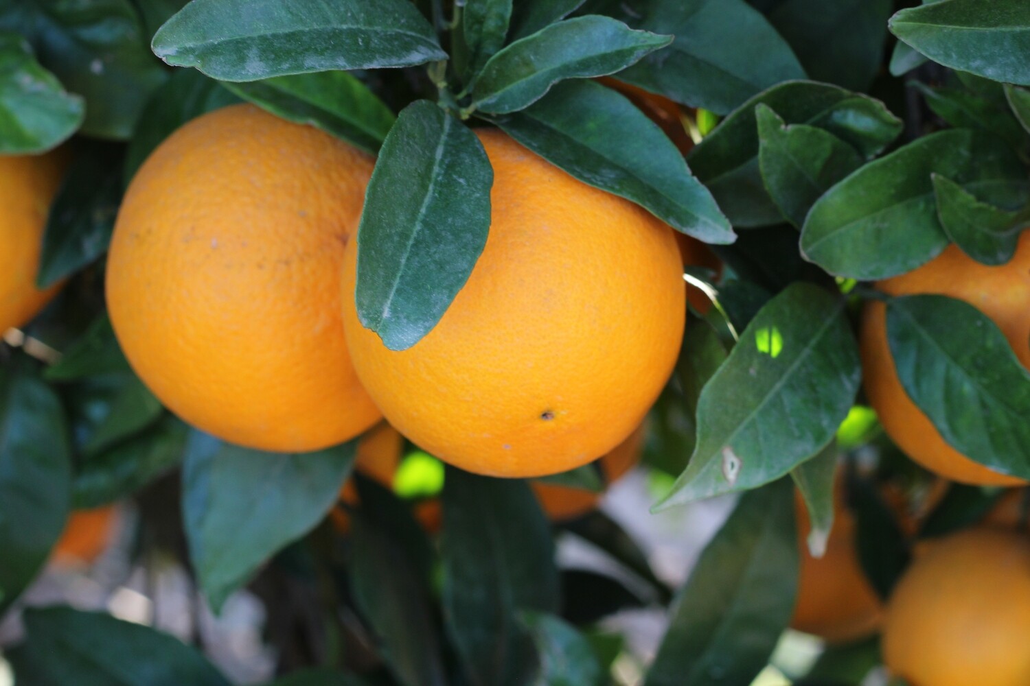 Caja de Naranjas Navelina (15 kg)
