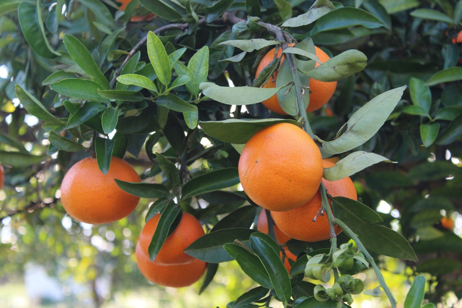 Caja de Naranjas Navelina (10 kg) + Mandarinas Orogrande(5 kg)