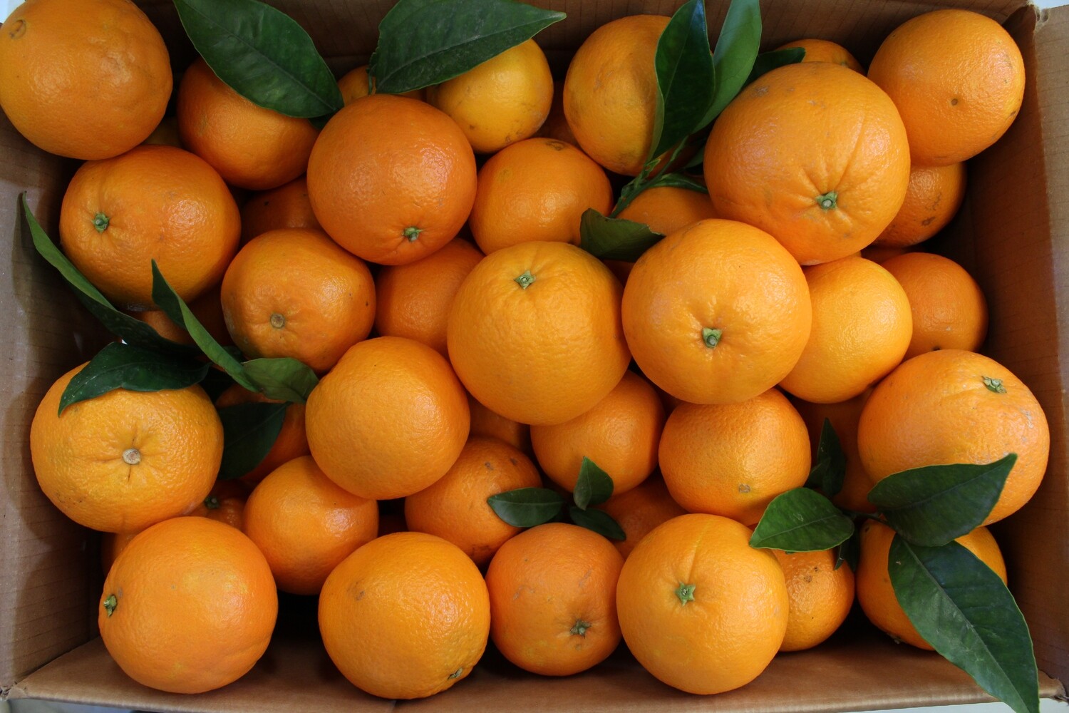 Caixa de Taronjes Valencia Barberina (15 kg) 