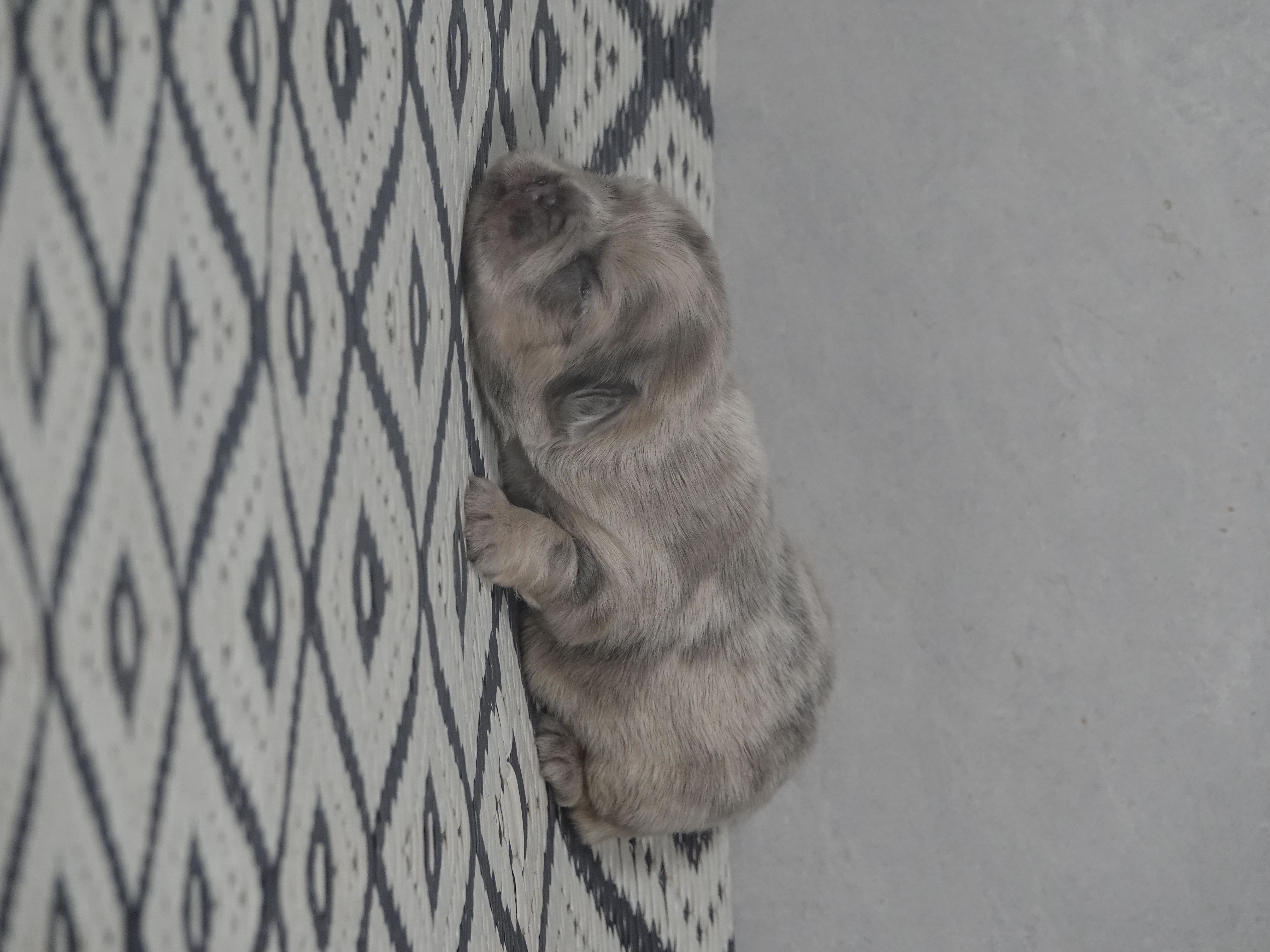Mâle  1- Bleu merle tan Fluffy   - DISPONIBLE