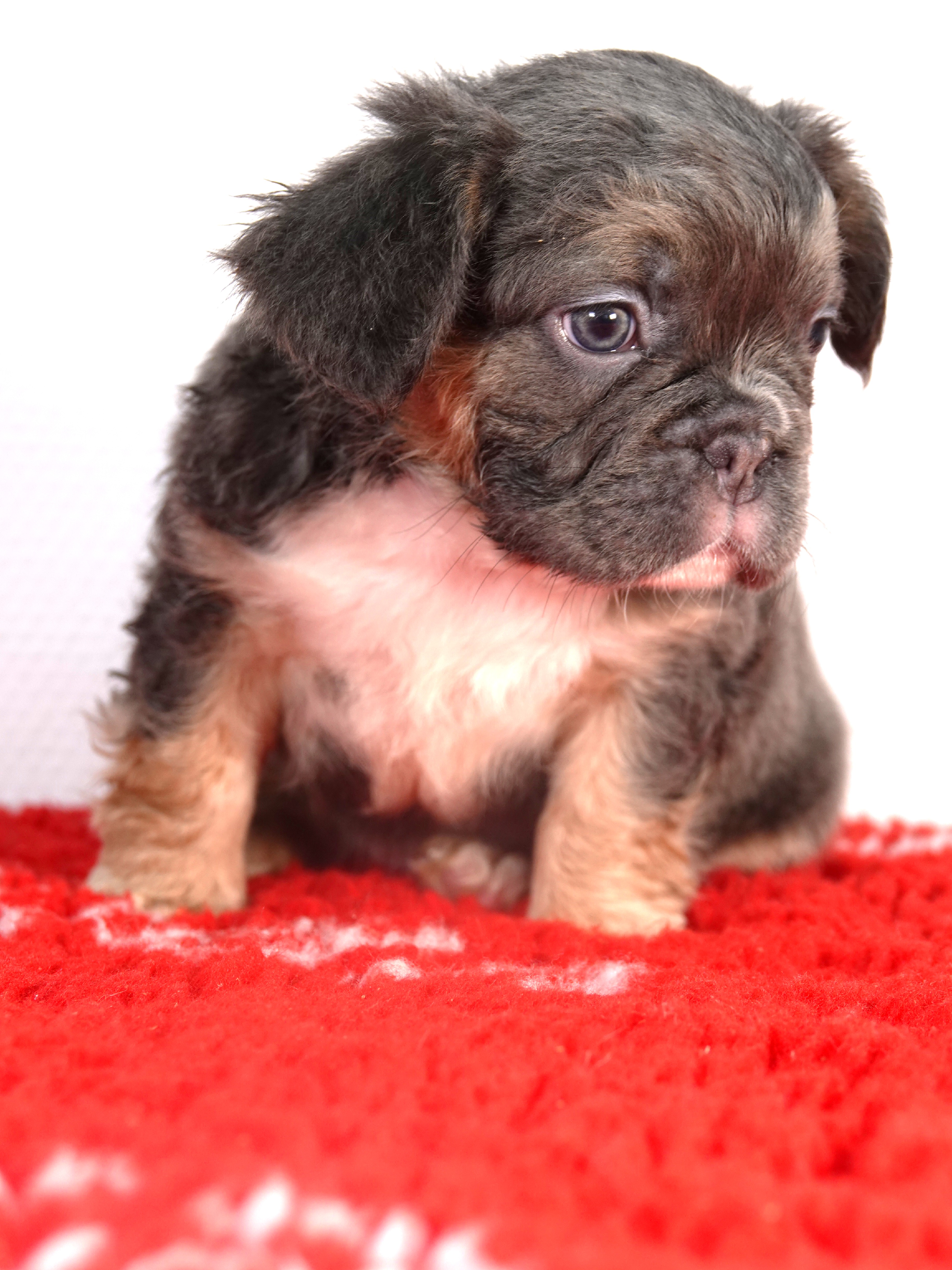 Mâle 6 -  Bouledogue Français - Lilac tan Fluffy - DISPONIBLE