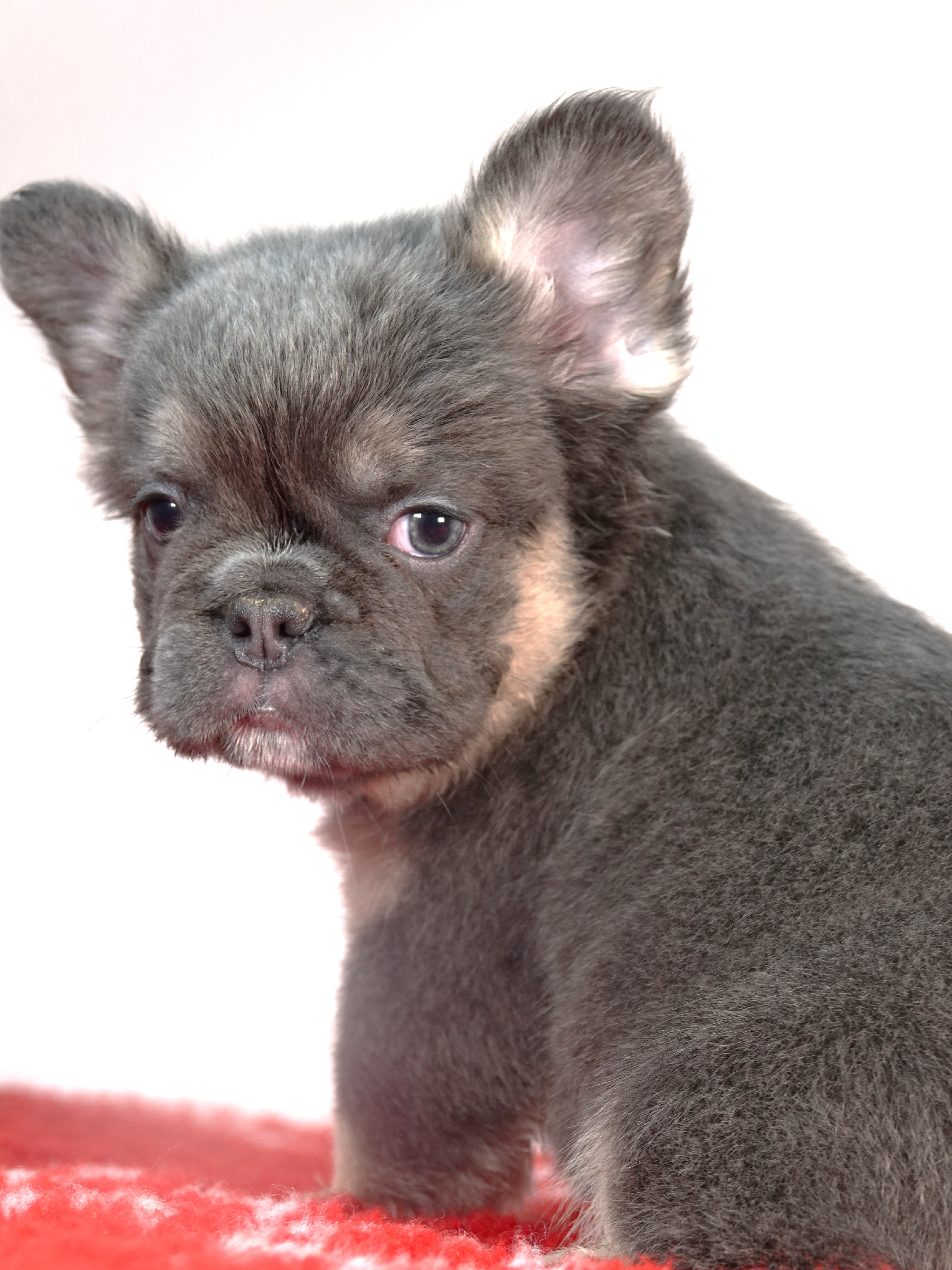 Mâle 2 - Bouledogue Français - Lilac tan Fluffy - DISPONIBLE