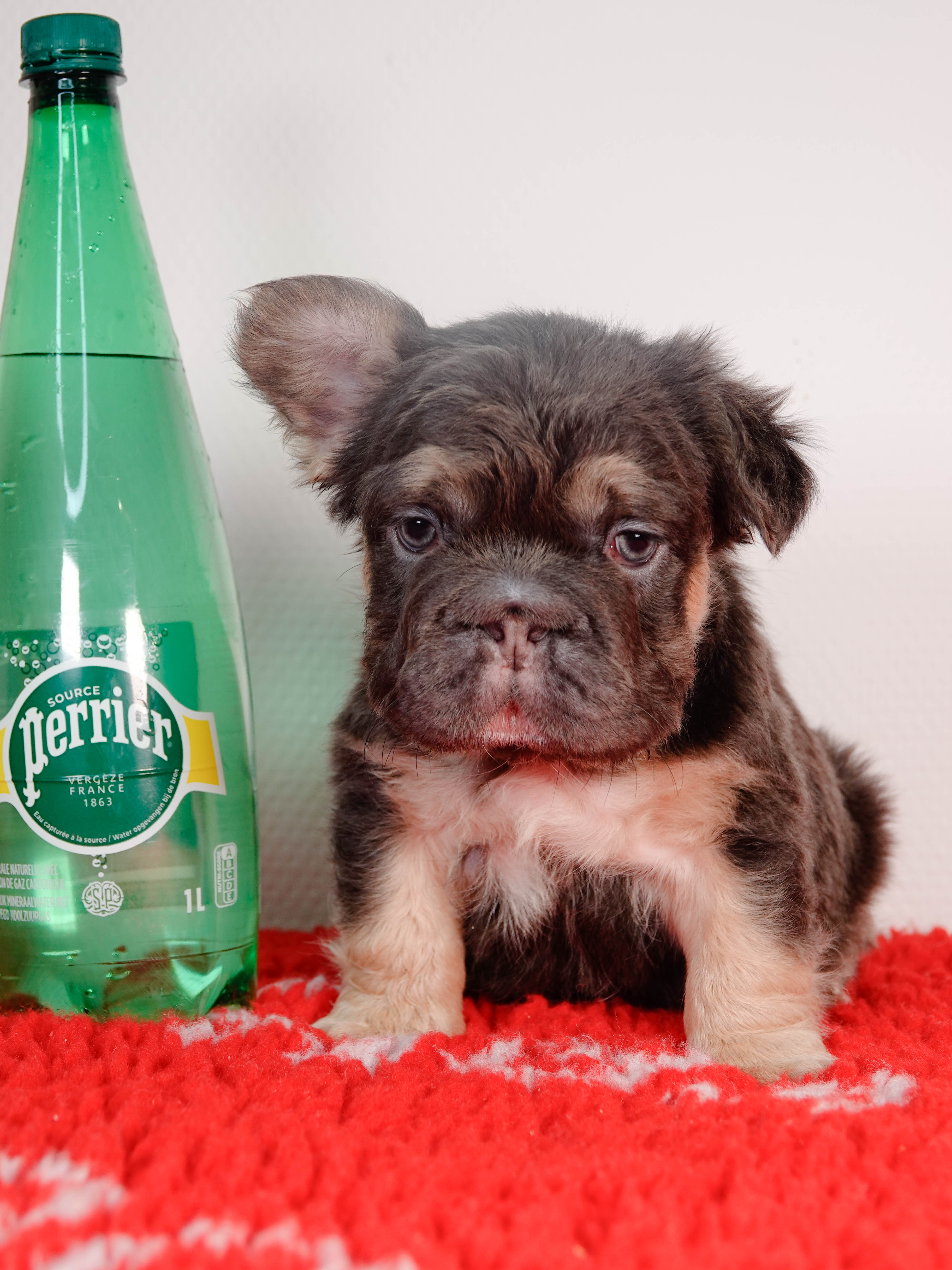 Mâle 1- Bouledogue Français - Big rope - Bleu tan Fluffy - DISPONIBLE